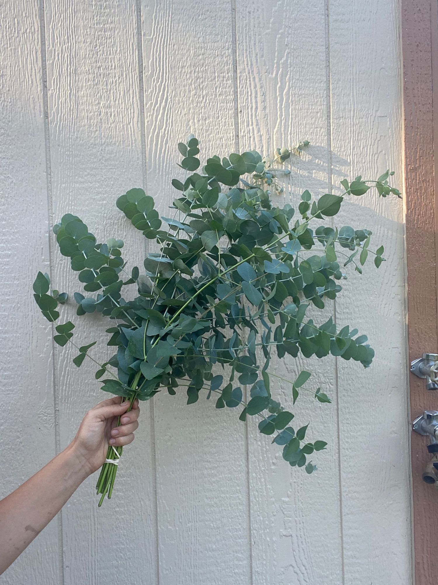 EUCALYPTUS gunnii Silver Drop
