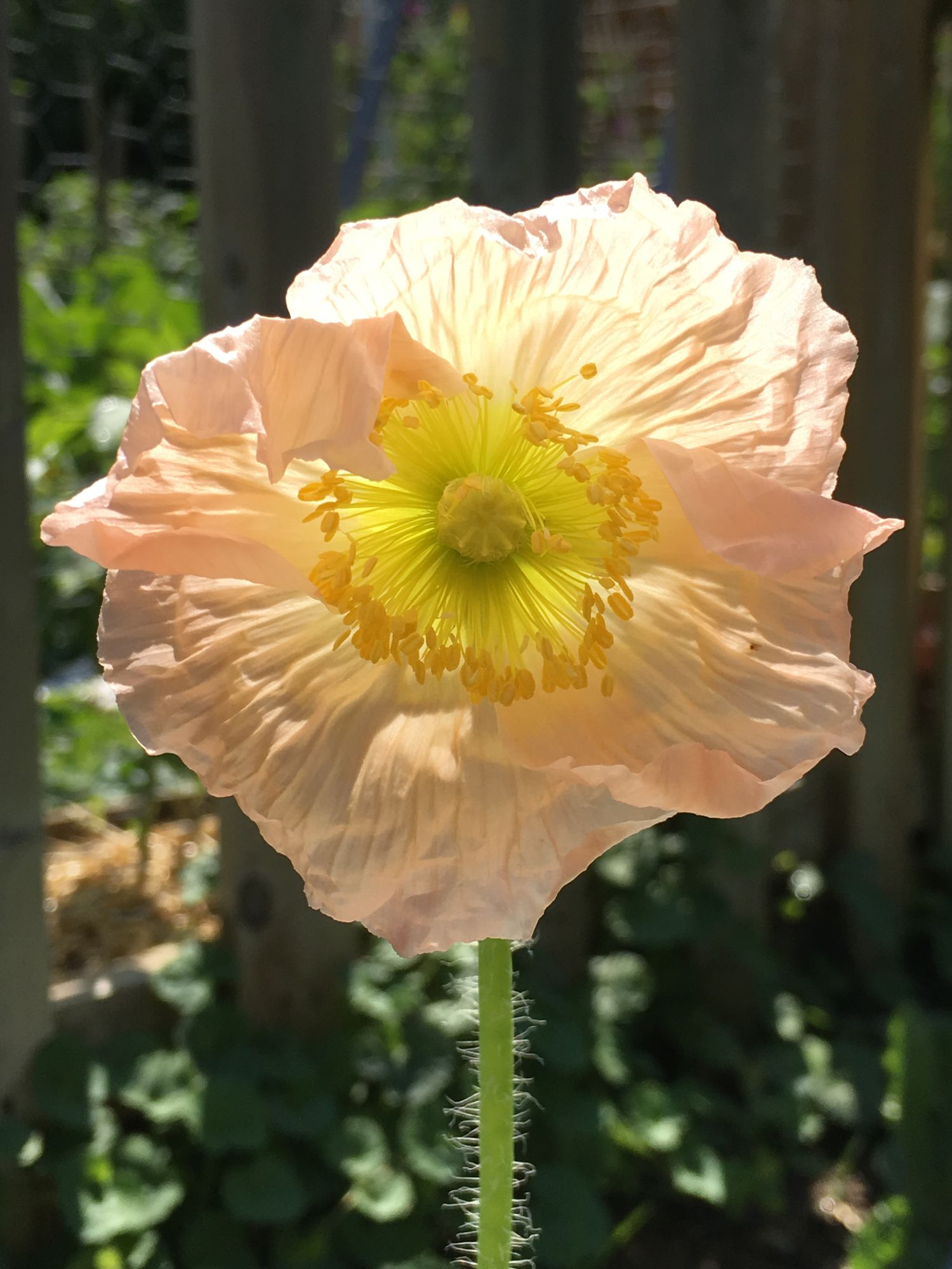 PAPAVER nudicaule Colibri