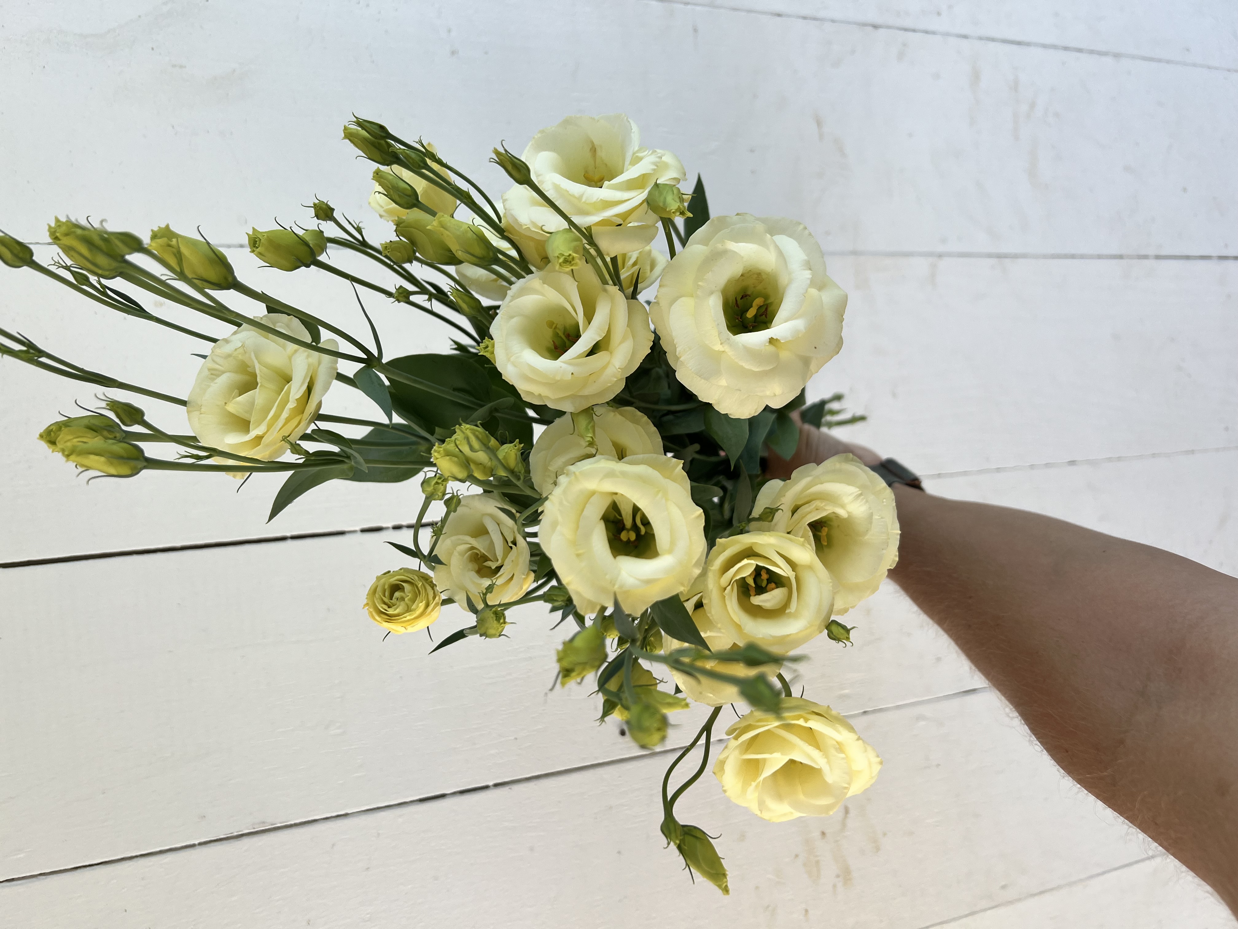 EUSTOMA grandiflorum Rosita