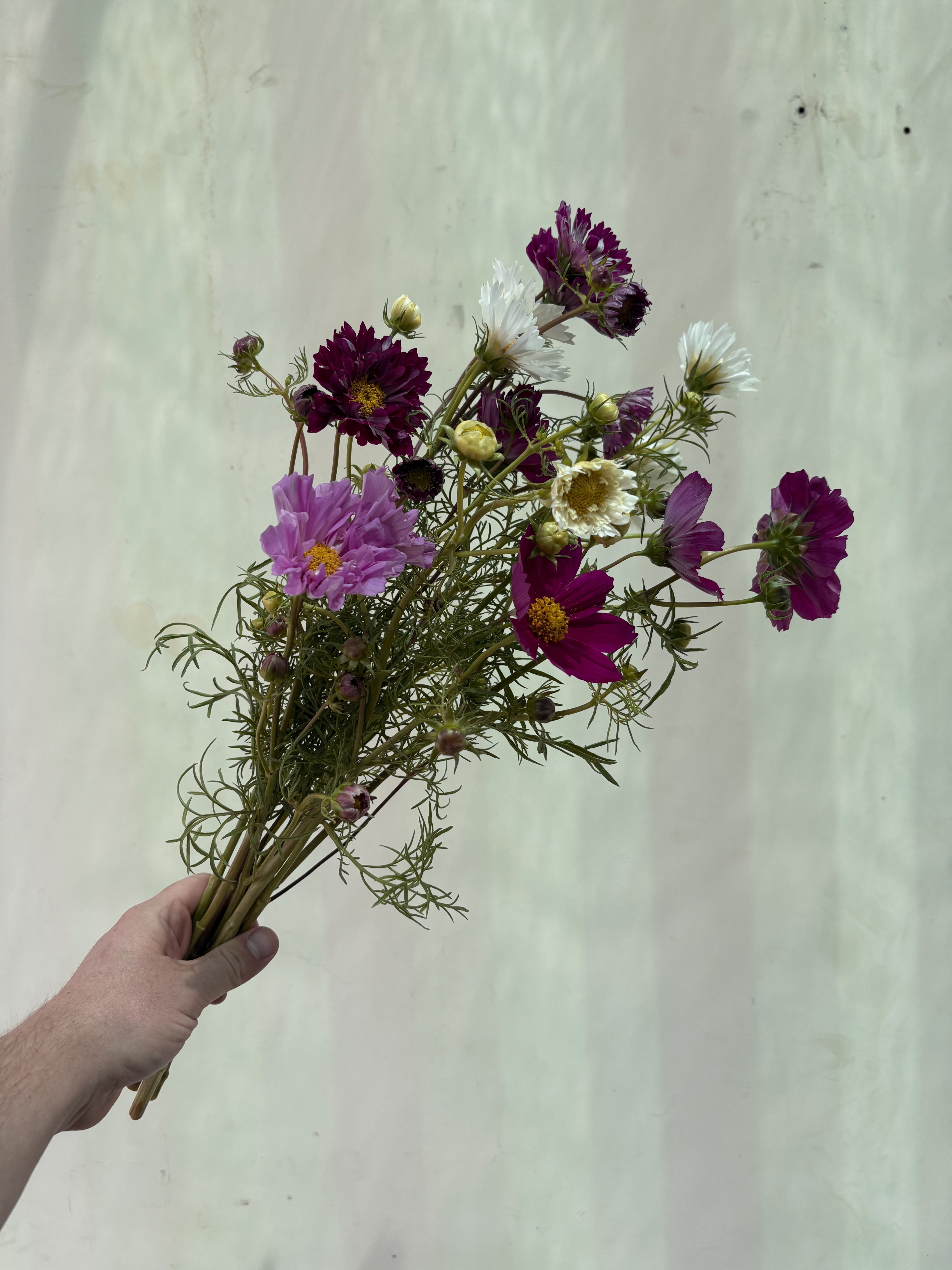 COSMOS bipinnatus Double Click