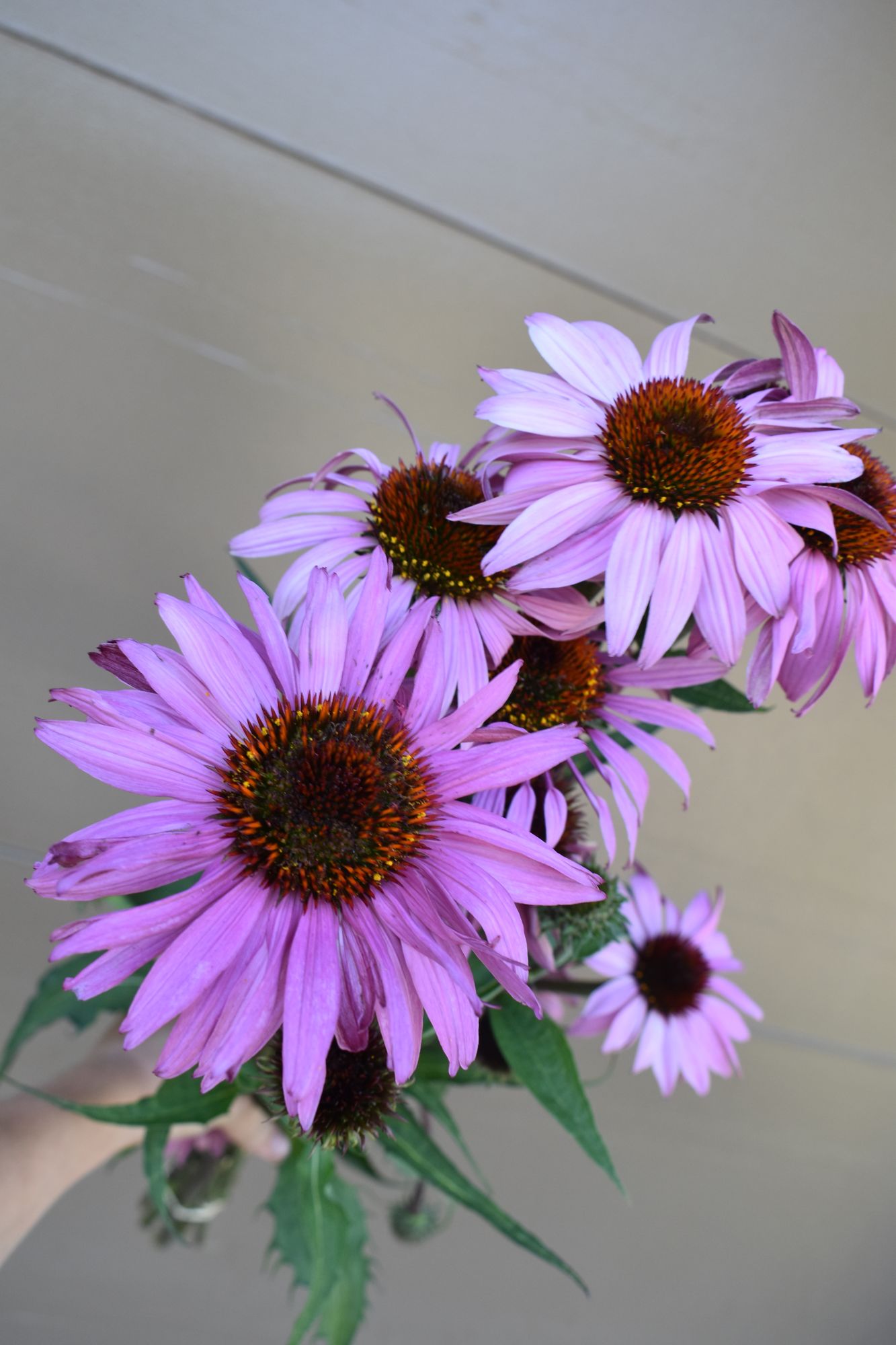 ECHINACEA purpurea