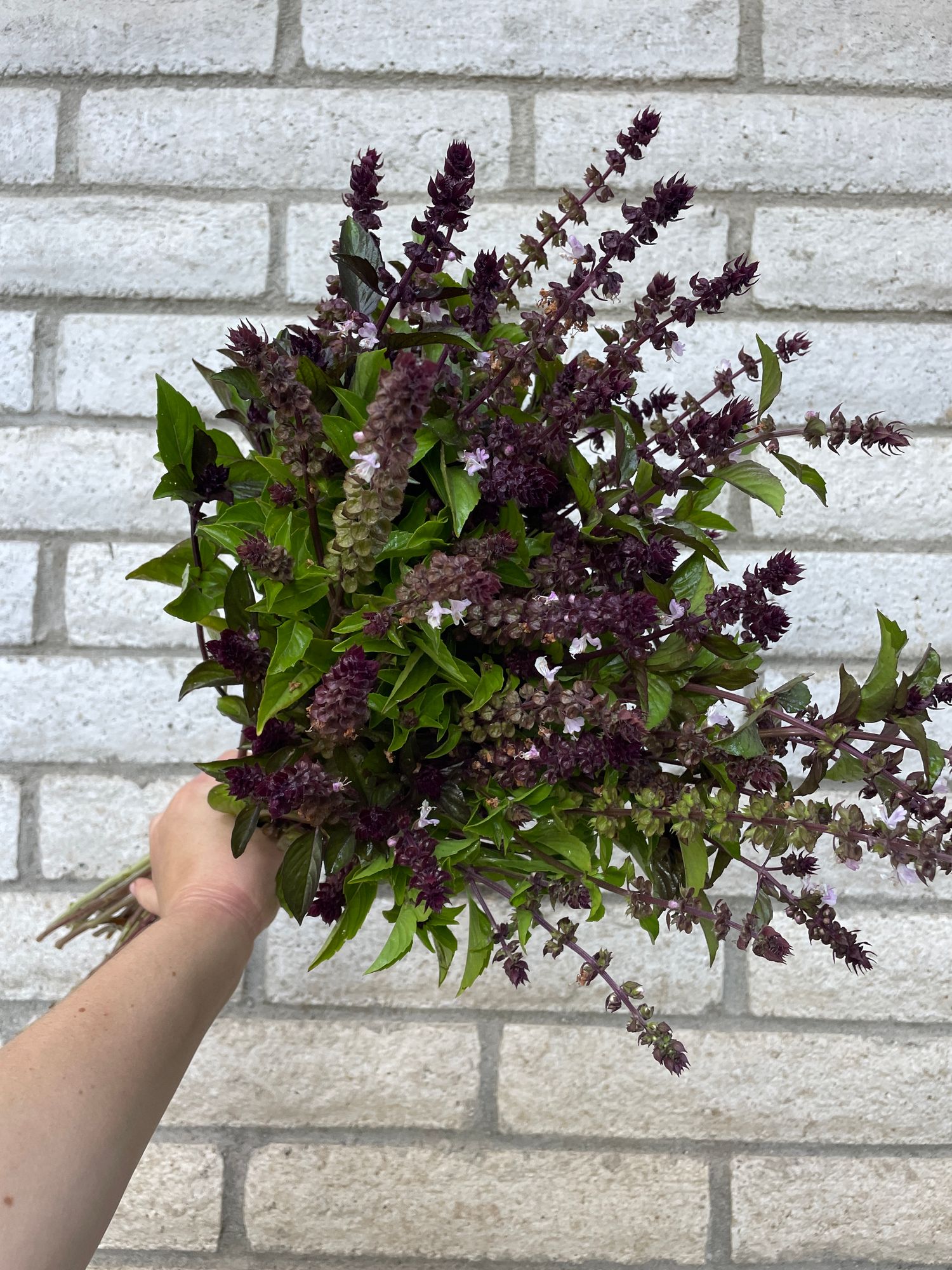 OCIMUM basilicum Cinnamon