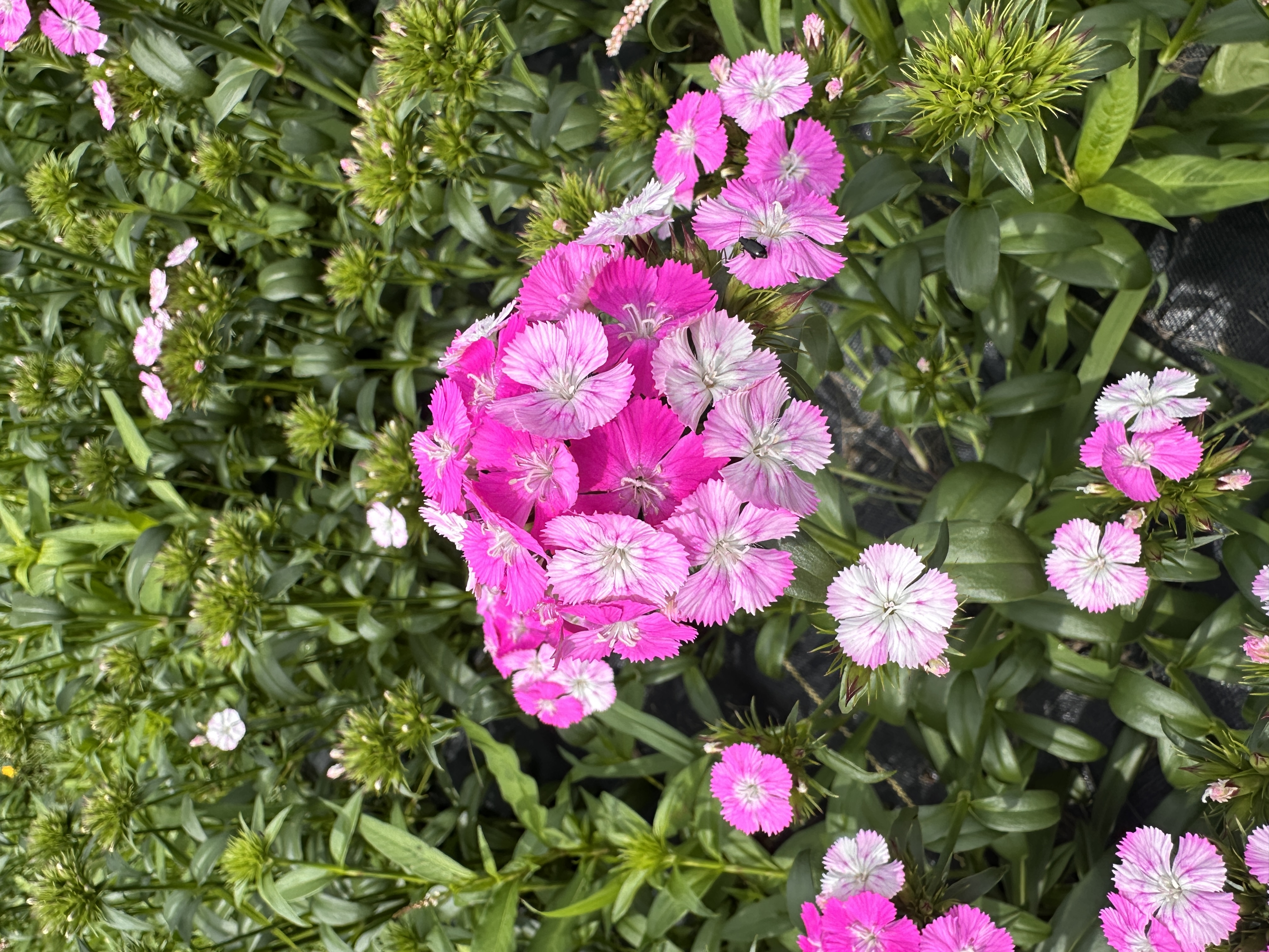 DIANTHUS barbatus Sweet Pink Magic
