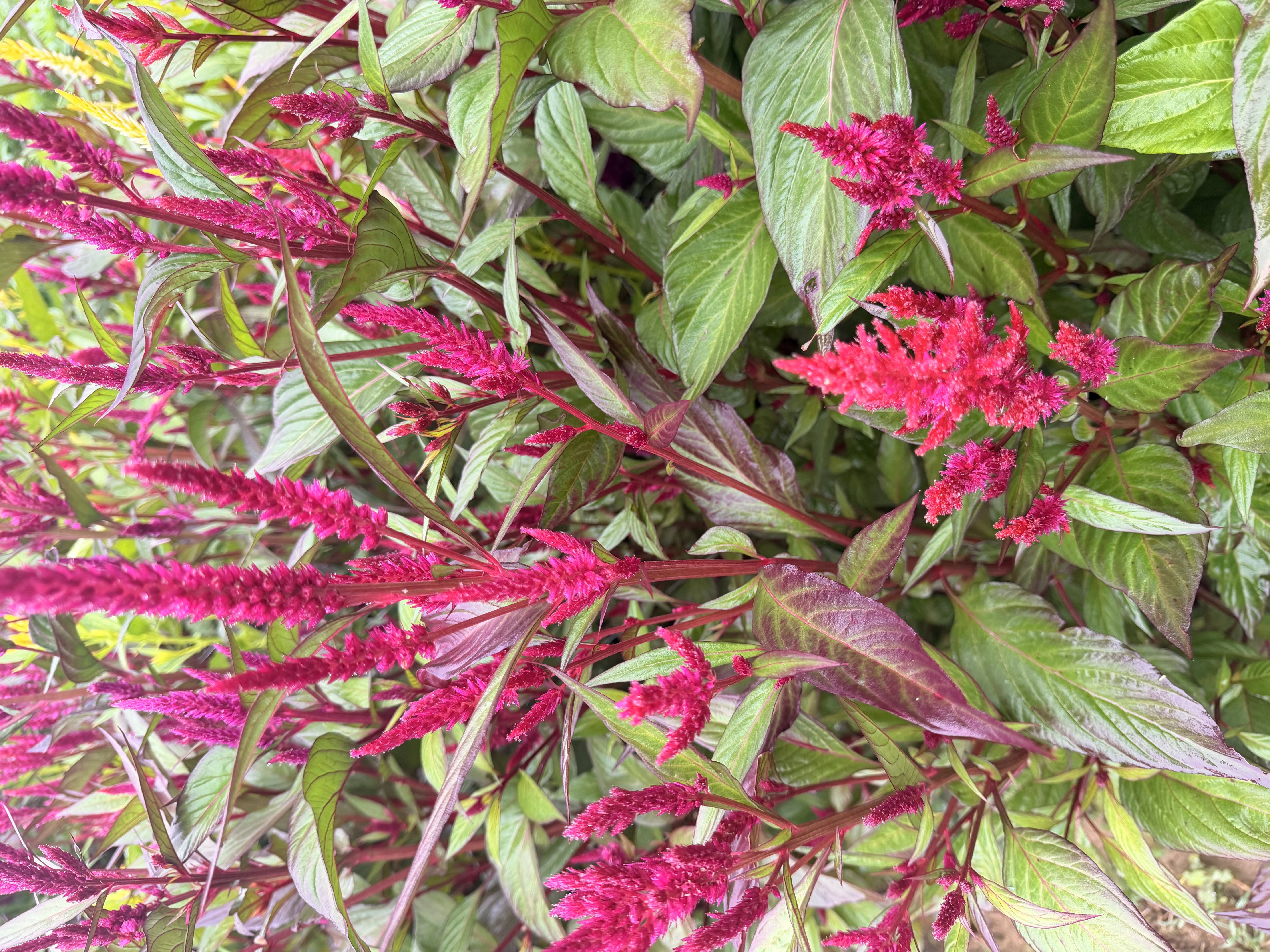CELOSIA argentea spicata Celway Salmon