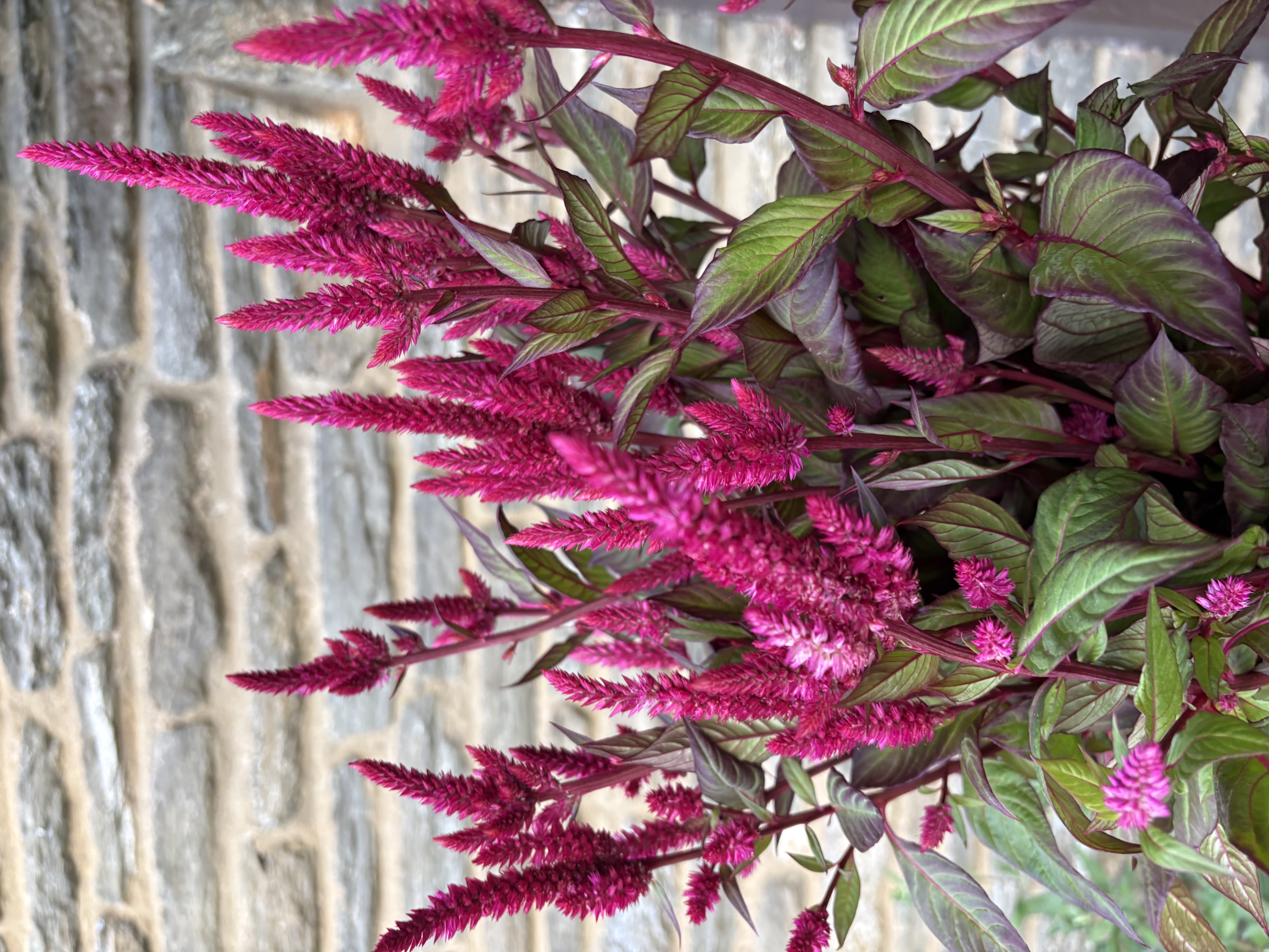 CELOSIA argentea var. plumosa