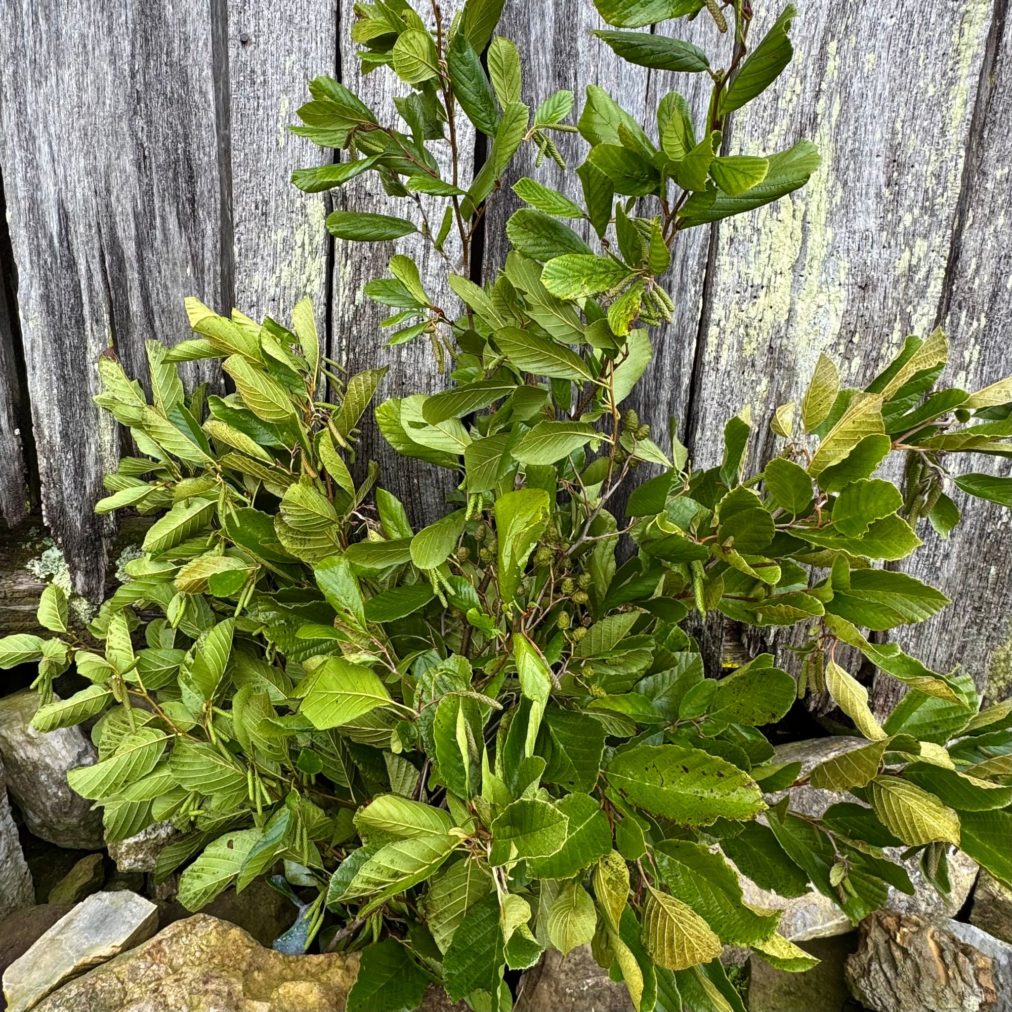 CORYLUS cornuta
