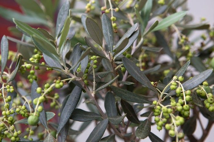 OLEA europaea