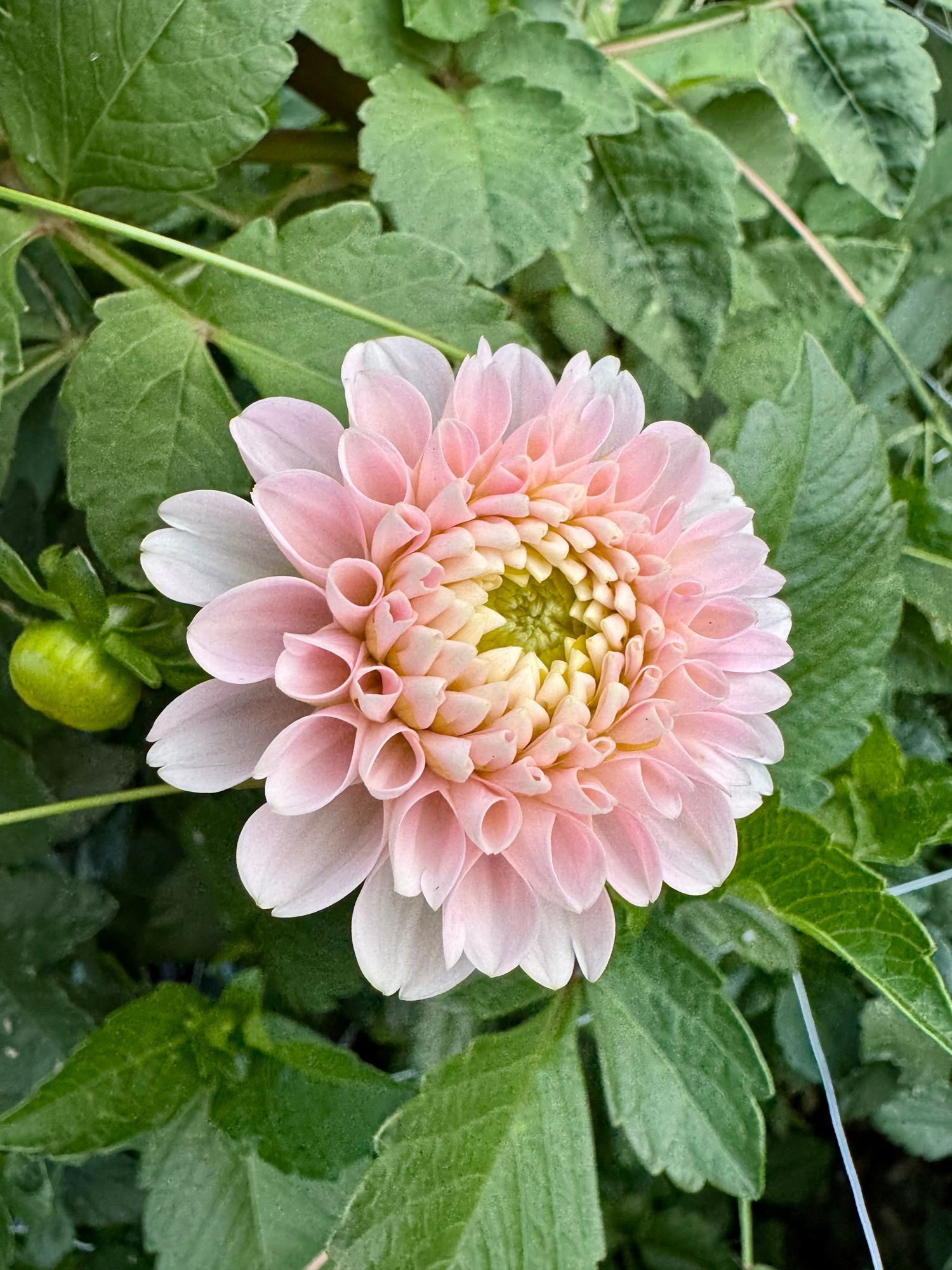 DAHLIA Wizard of Oz