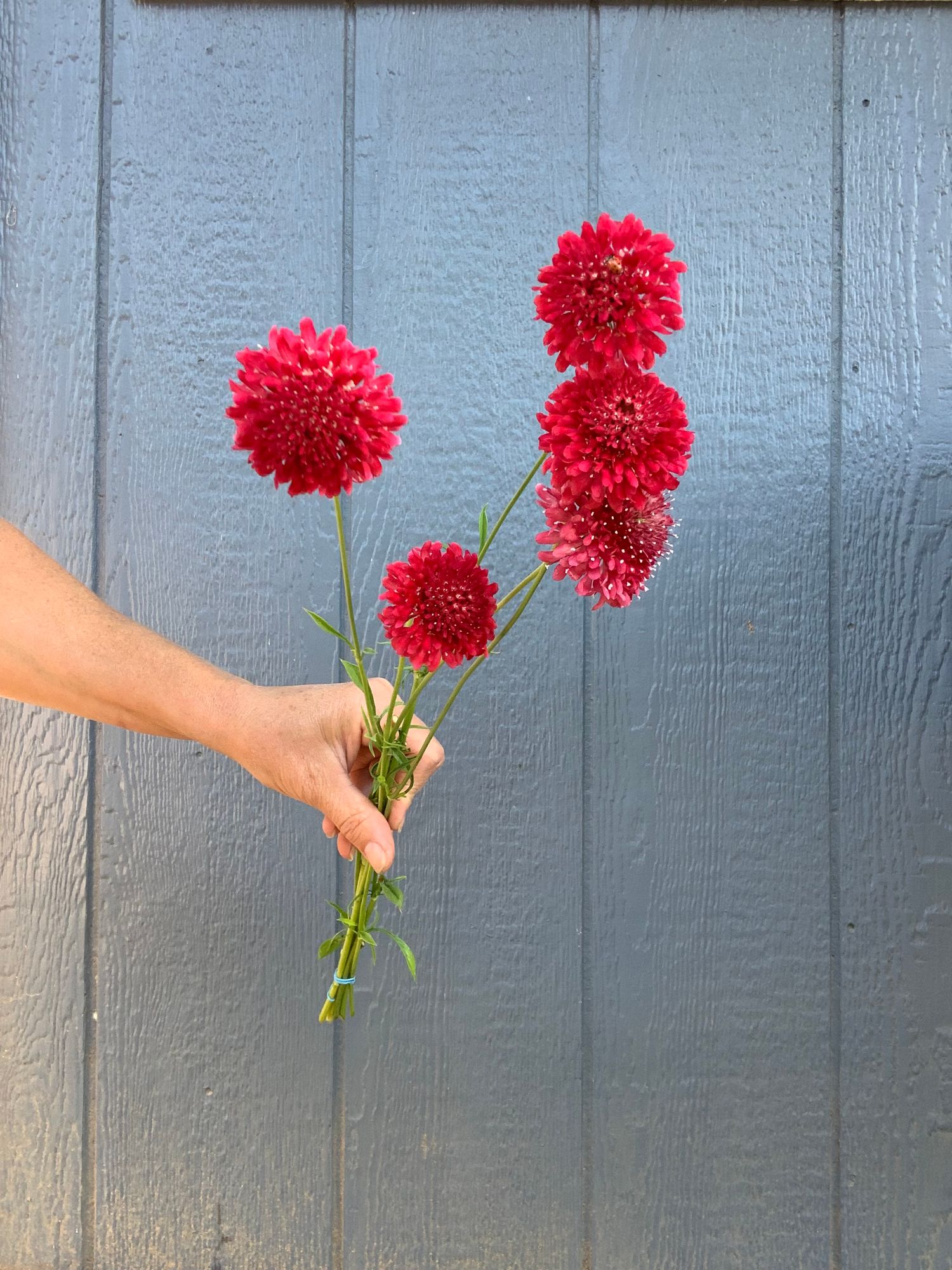 SCABIOSA atropurpurea Triple Berry