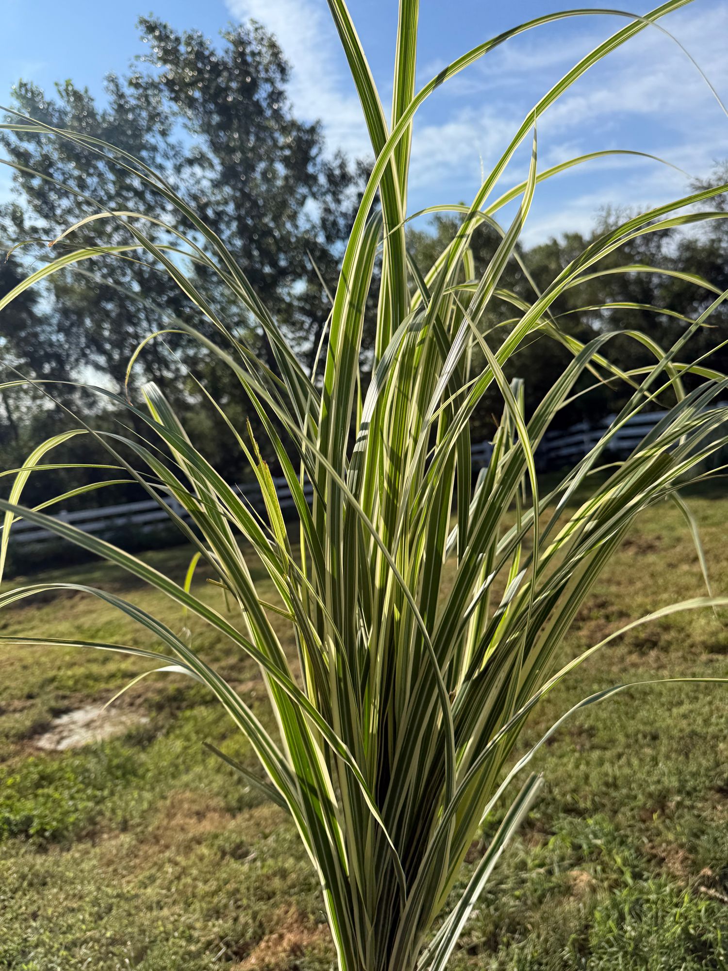 MISCANTHUS sinensis Variegatus