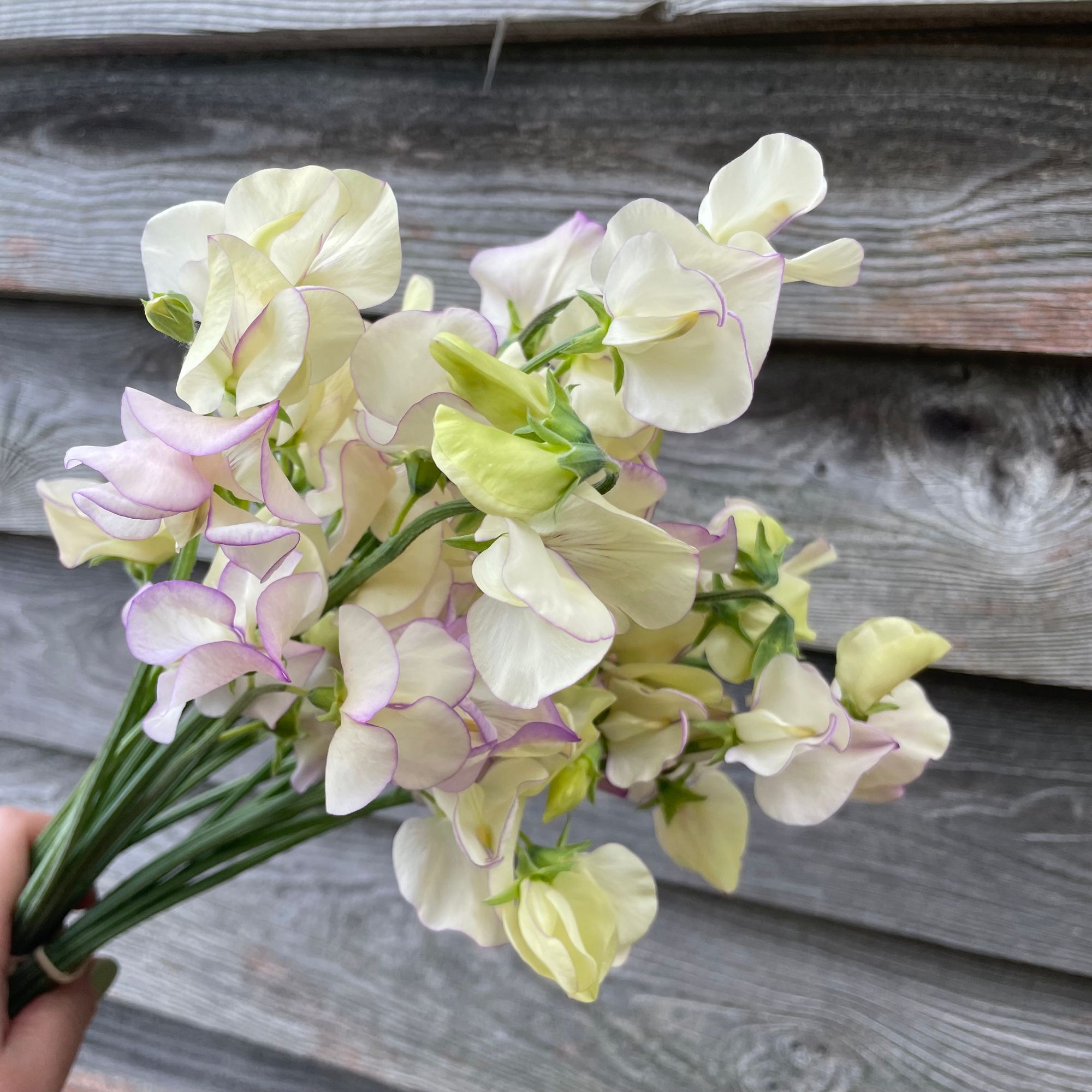 LATHYRUS odoratus Kings High Scent