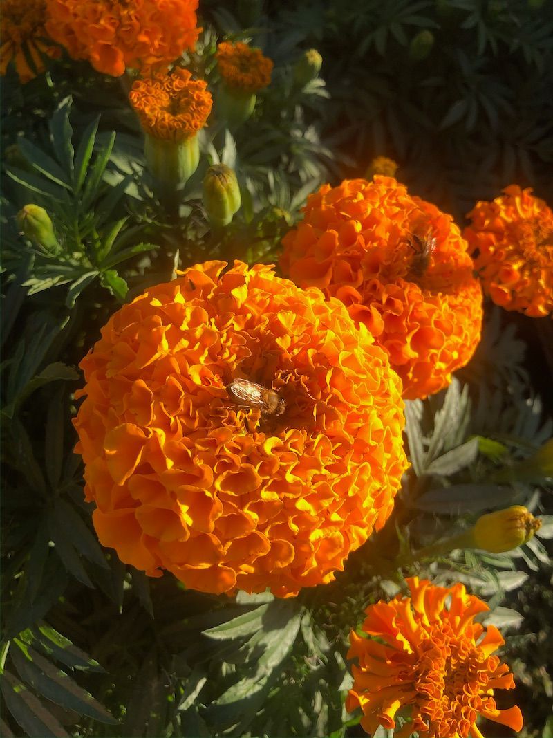 TAGETES erecta Jedi Orange