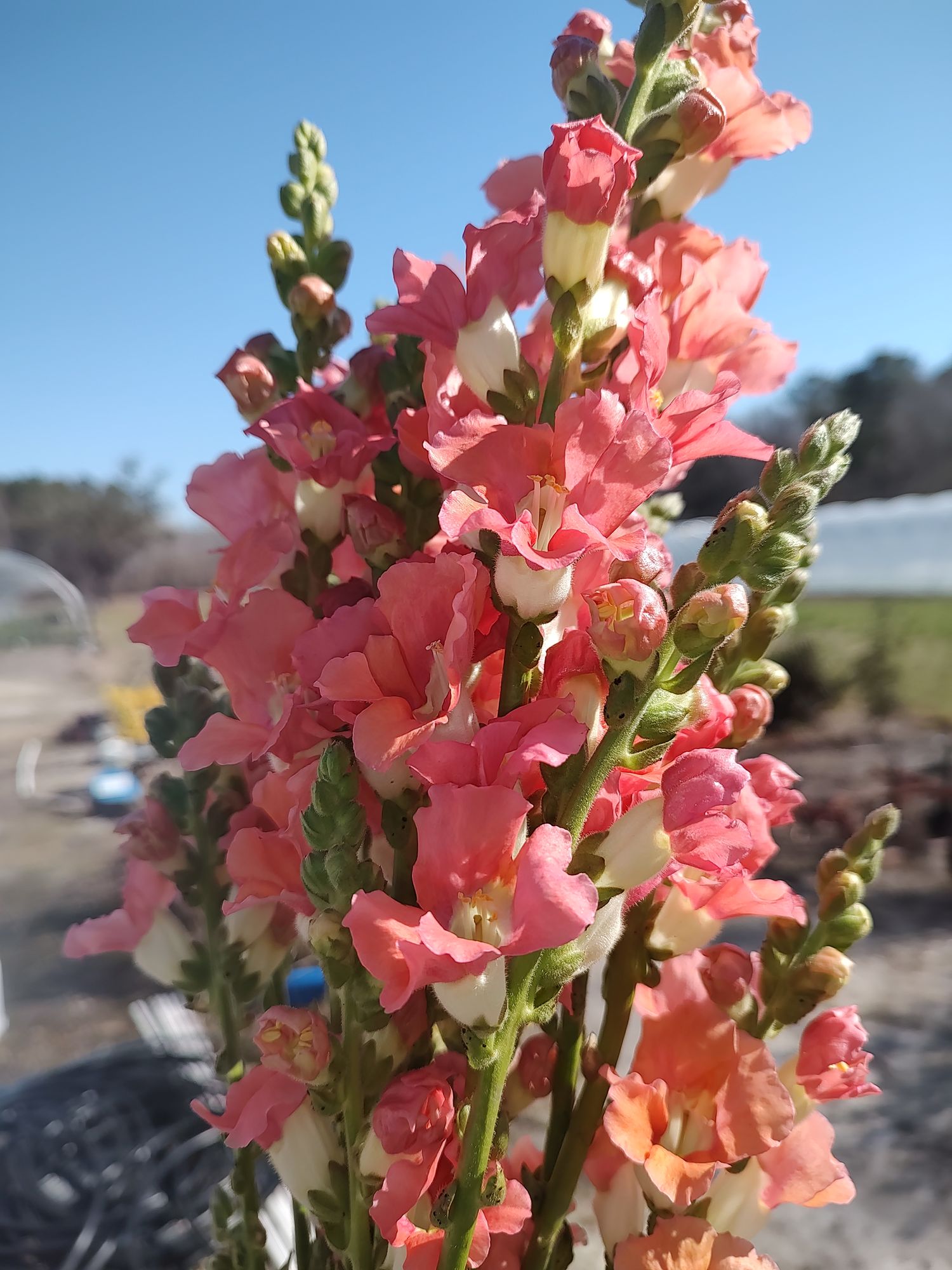 ANTIRRHINUM majus Chantilly