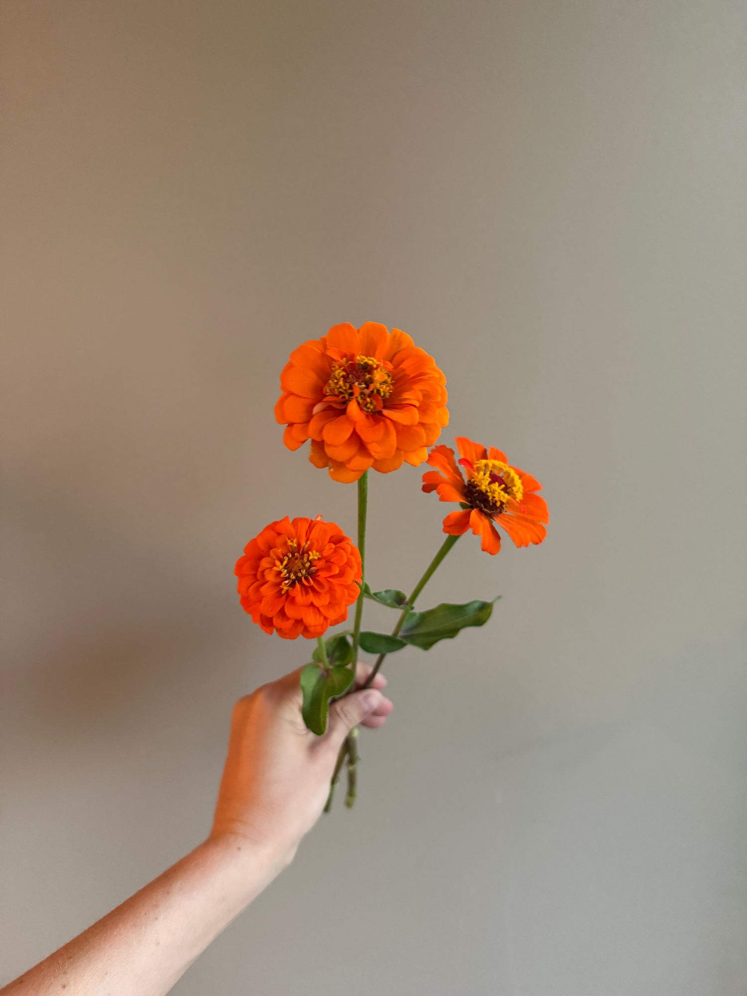 ZINNIA elegans Queeny Pure Orange