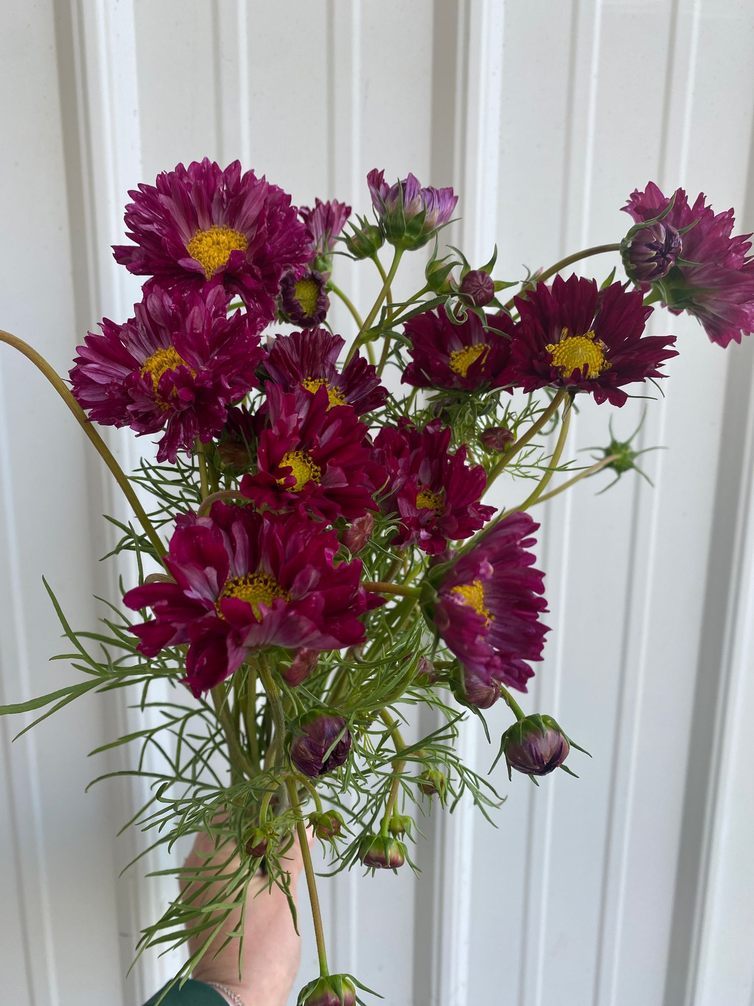 COSMOS bipinnatus Double Click
