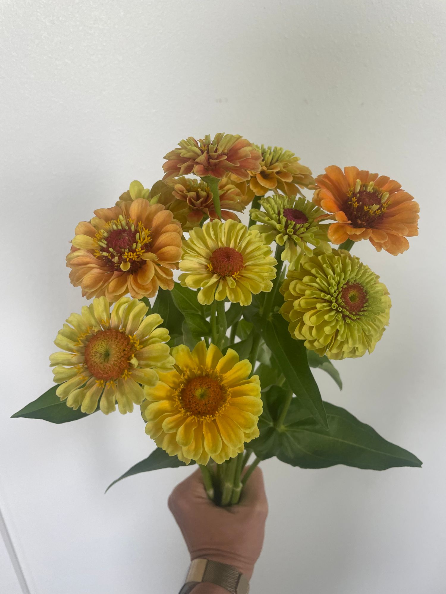 ZINNIA elegans Queen Series