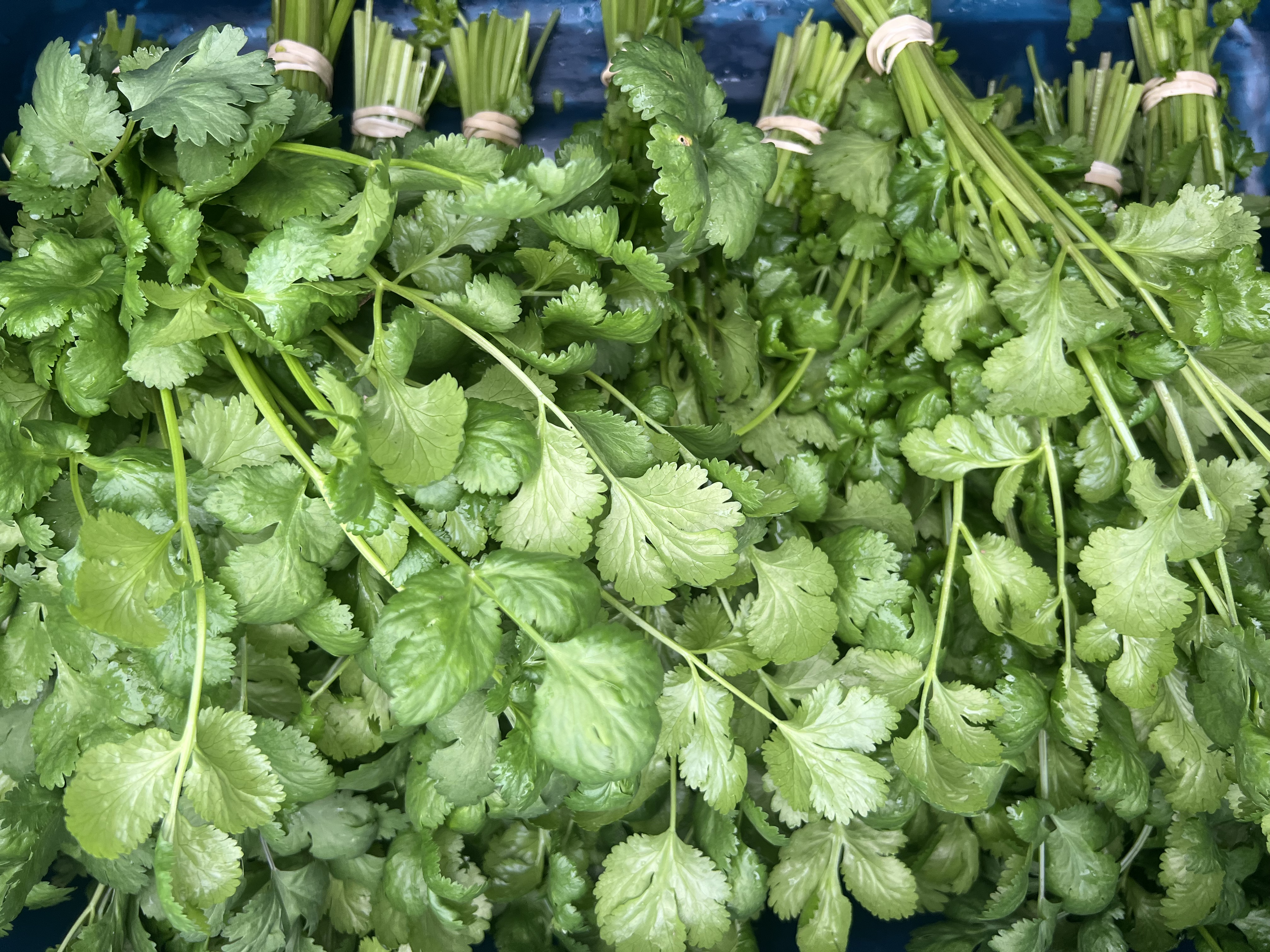 Herb, Cilantro