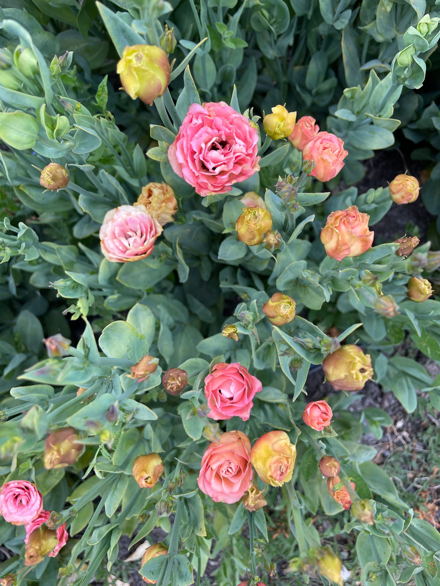 EUSTOMA grandiflorum Little Summer 1 Orange