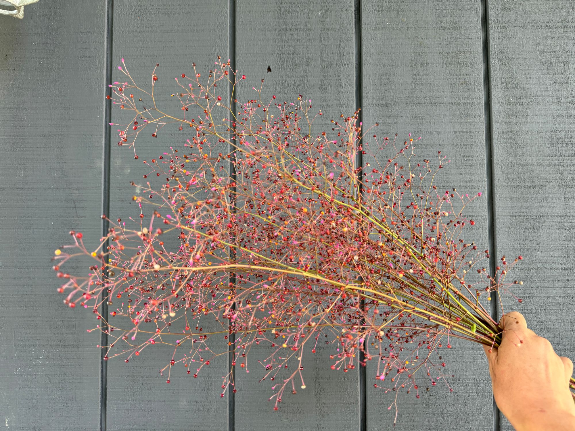 TALINUM paniculatum