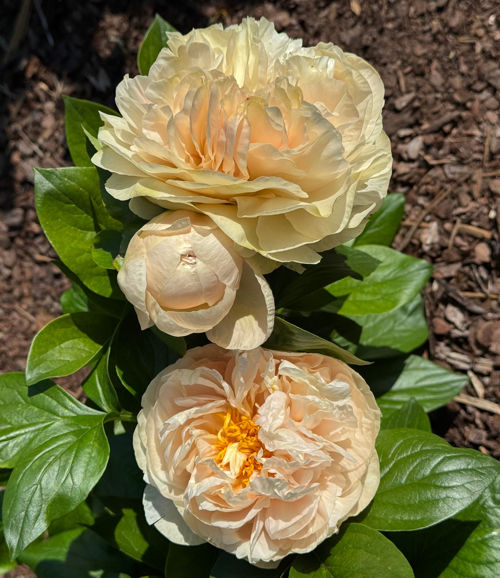 PAEONIA lactiflora Pastelegance