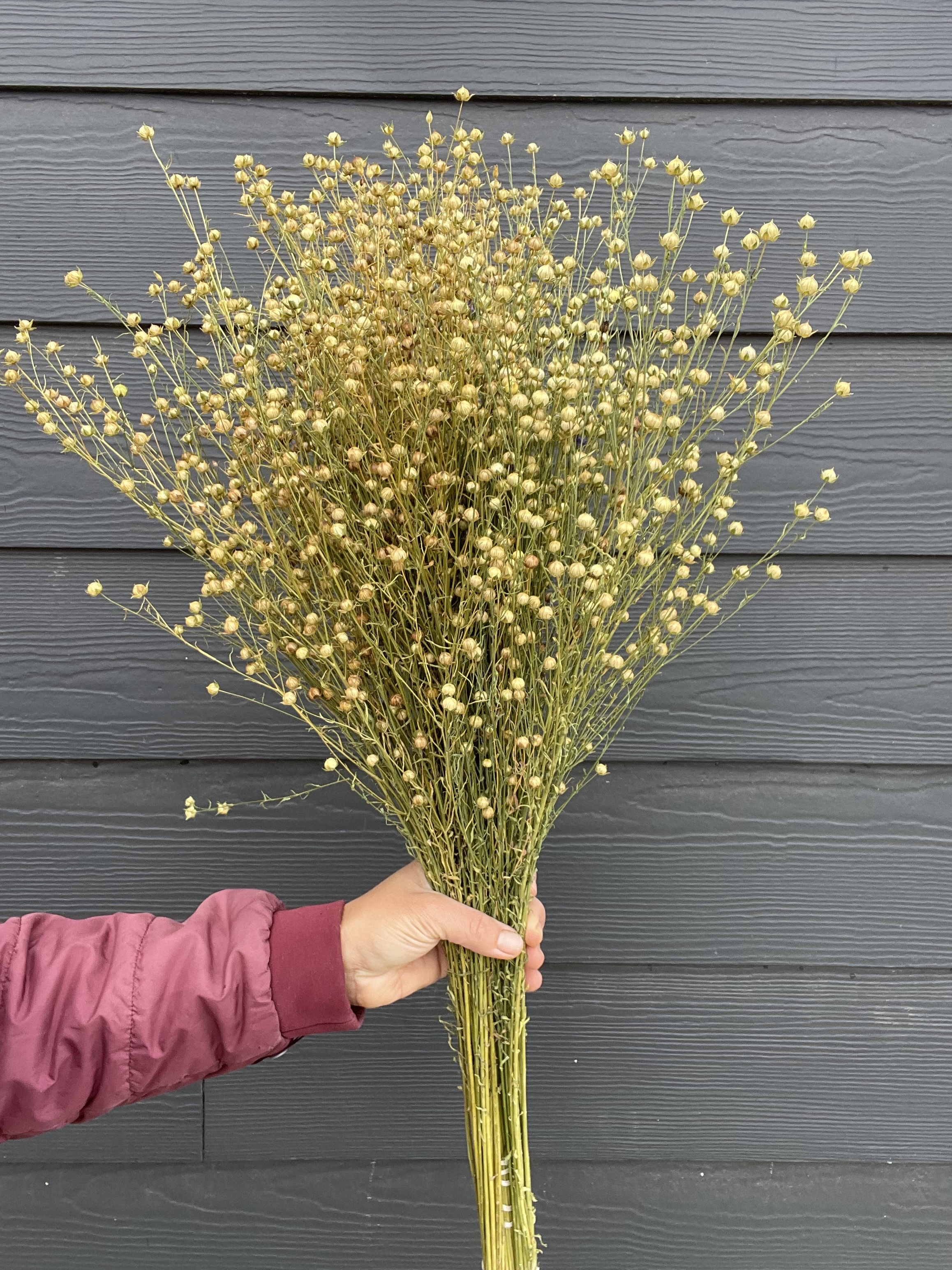 LINUM usitatissimum Sky Blue