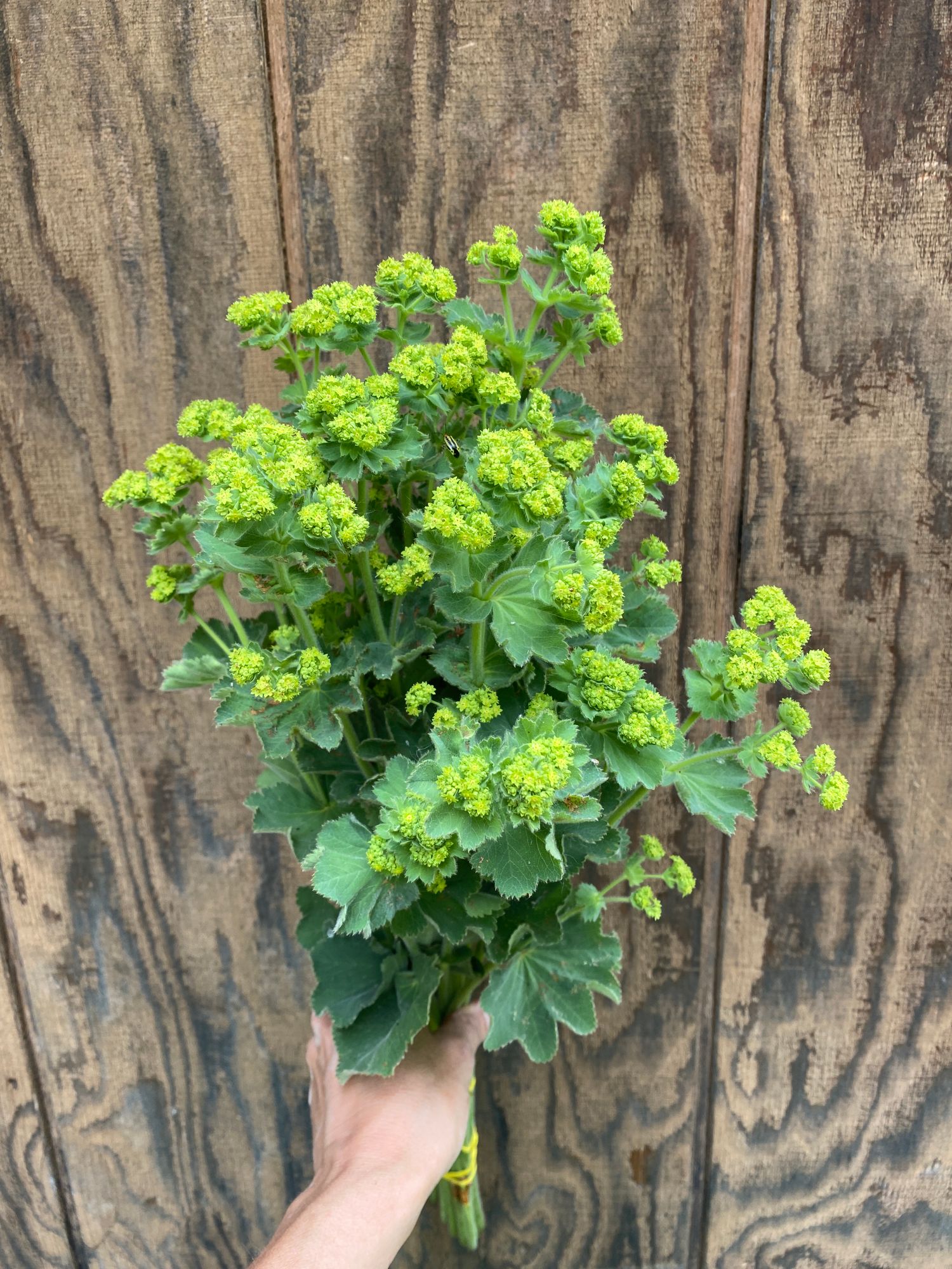 ALCHEMILLA mollis