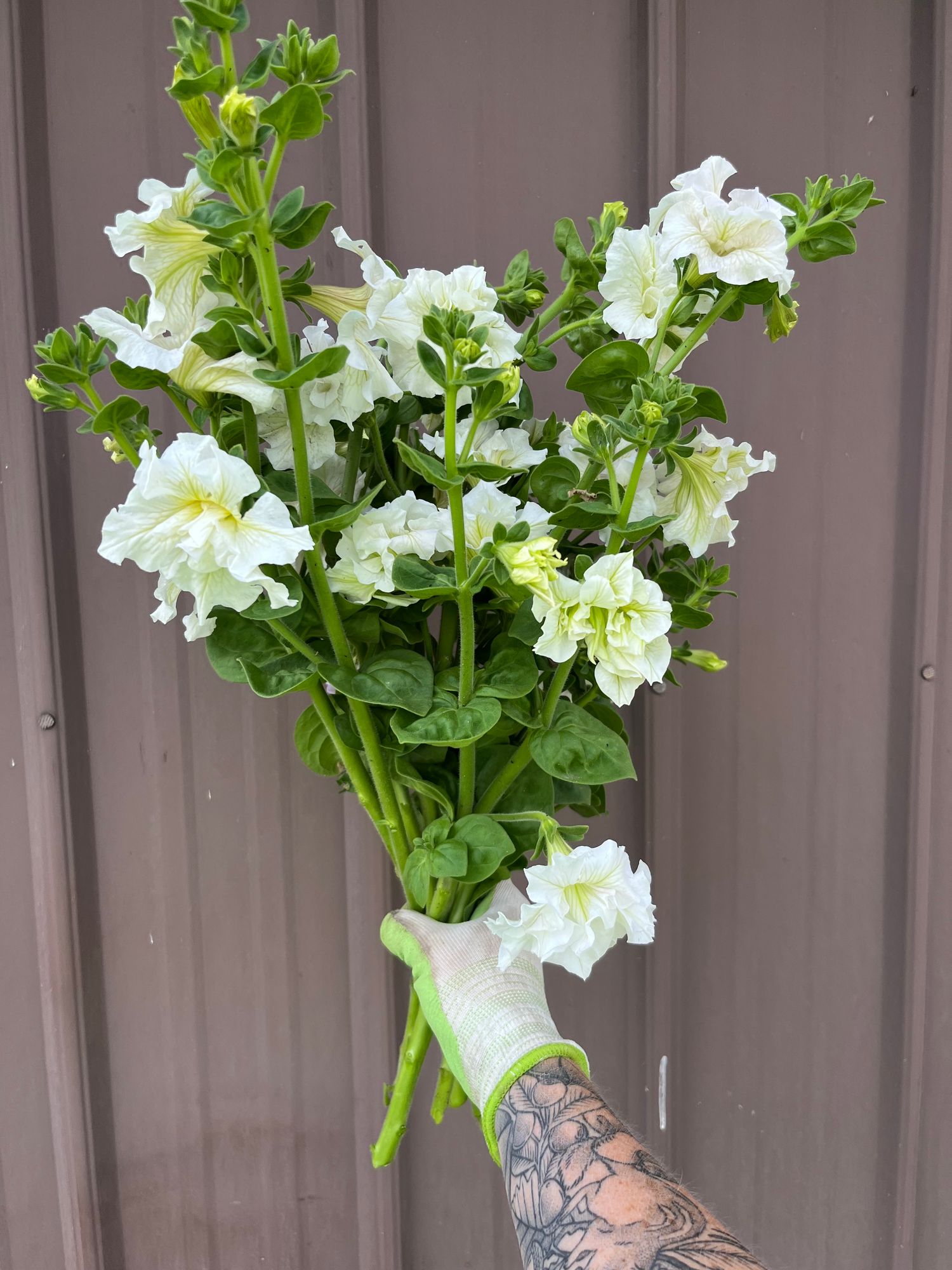 PETUNIA x hybrida Doppio White Shades