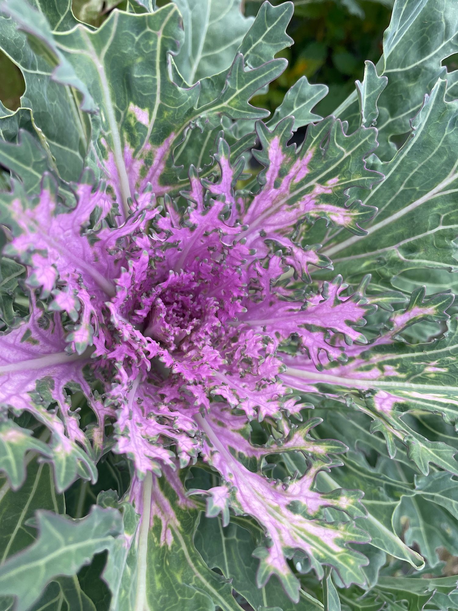 BRASSICA oleracea Crane Feather