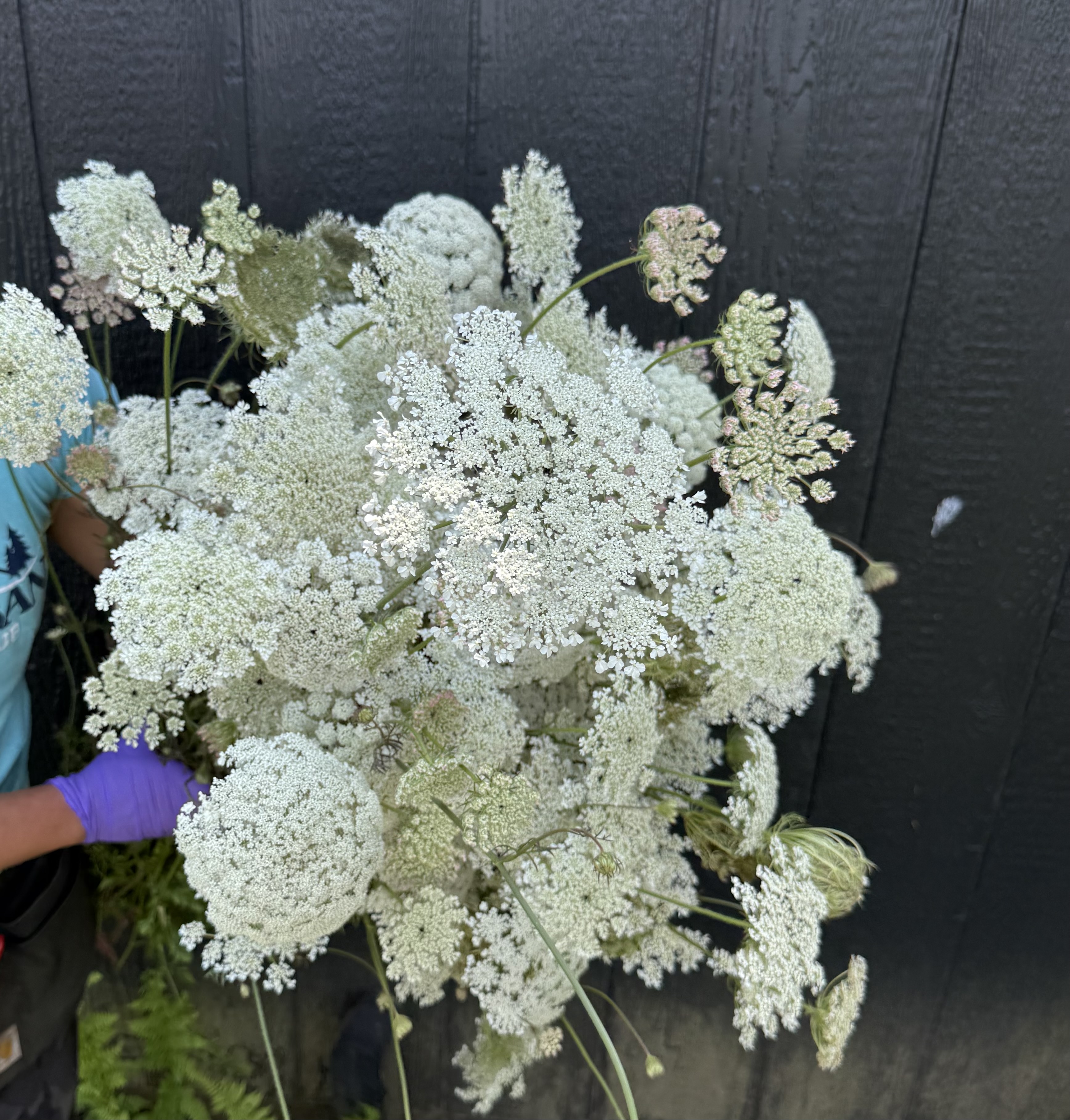 AMMI majus