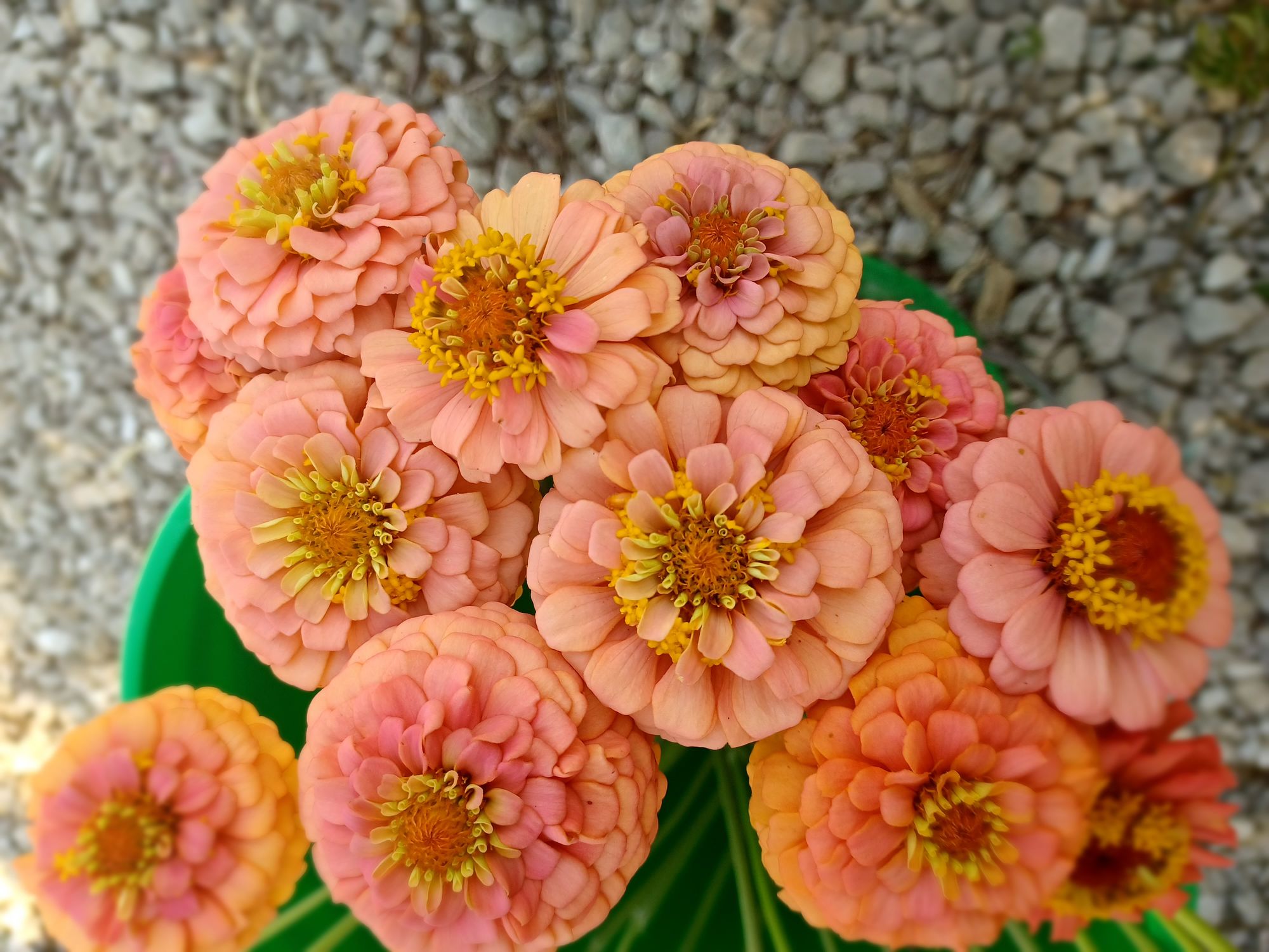 ZINNIA elegans Oklahoma Series