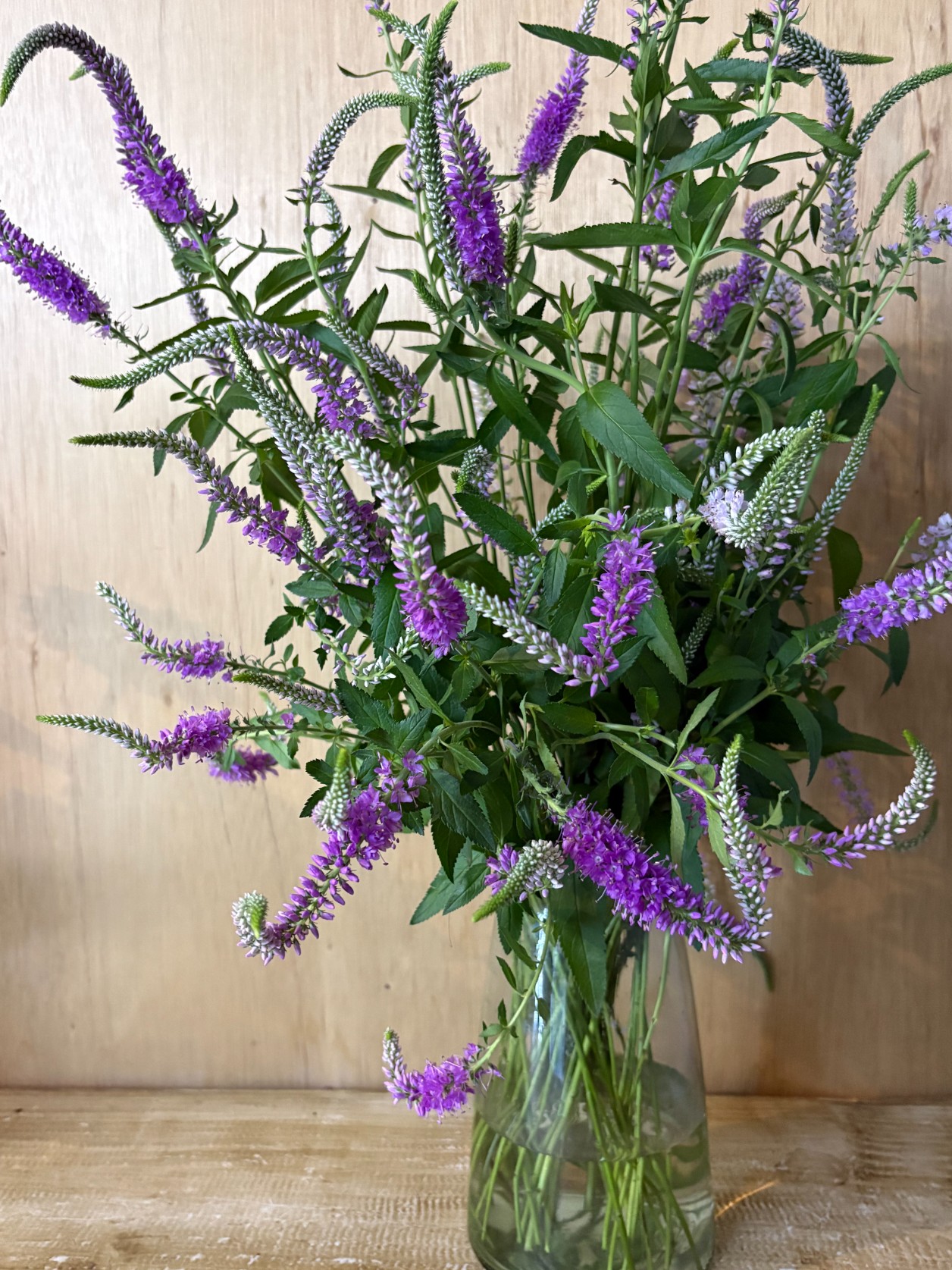 VERONICA longifolia Skyler