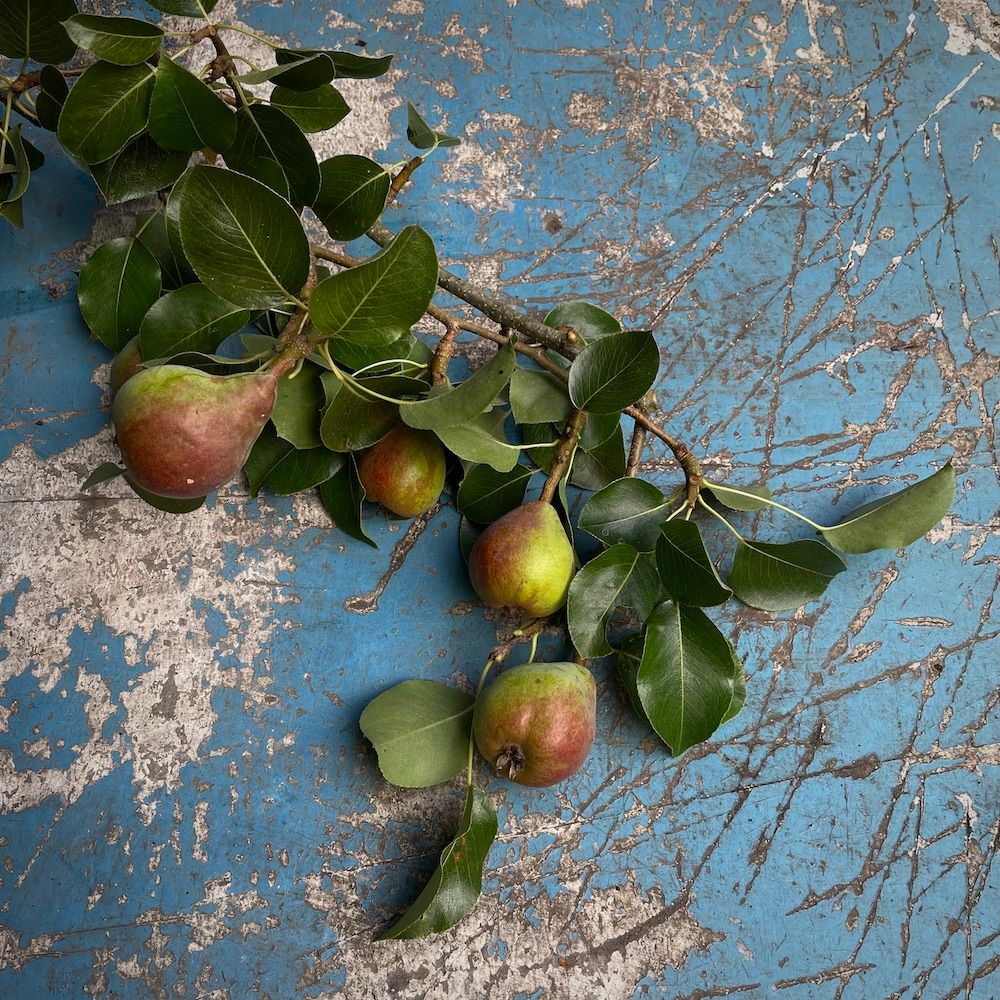 PYRUS