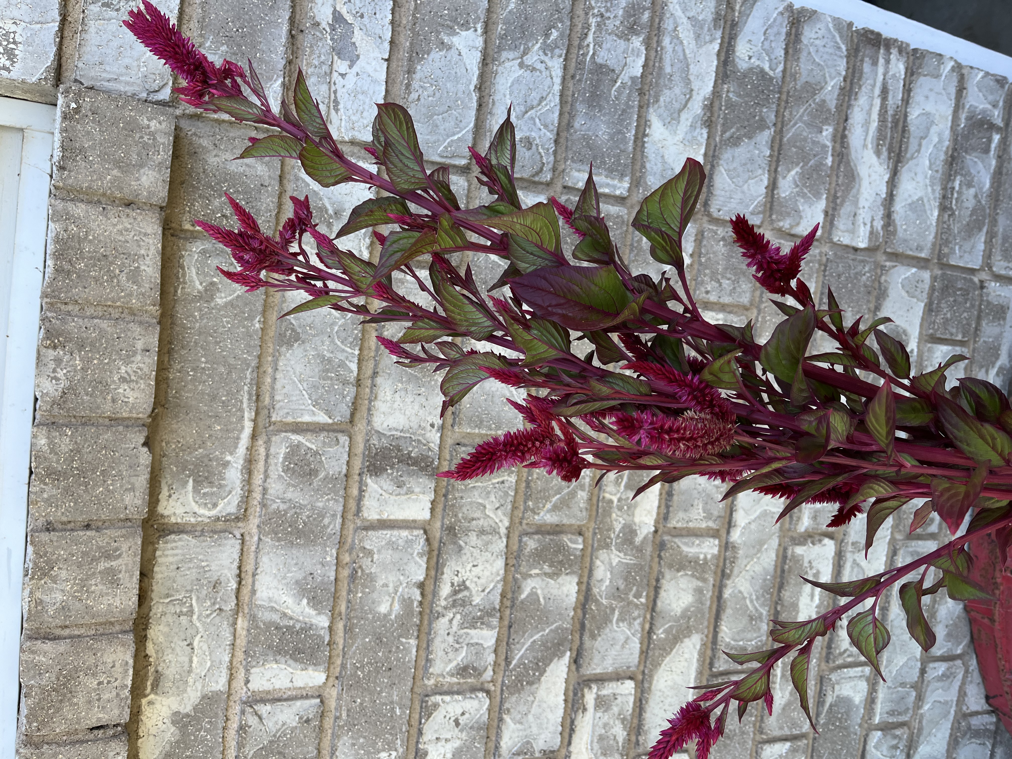 CELOSIA argentea spicata Celway Red
