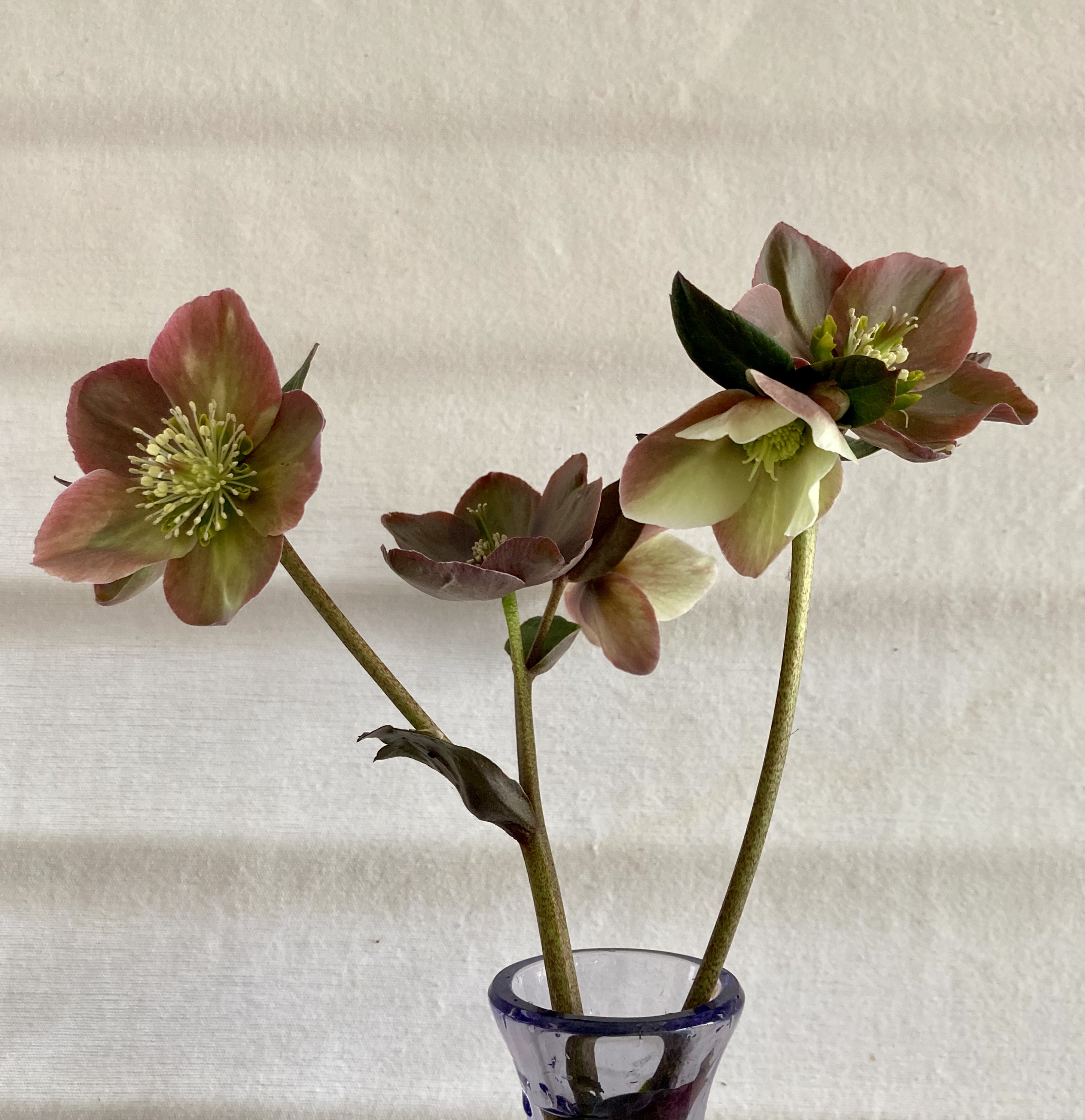 HELLEBORUS x hybridus