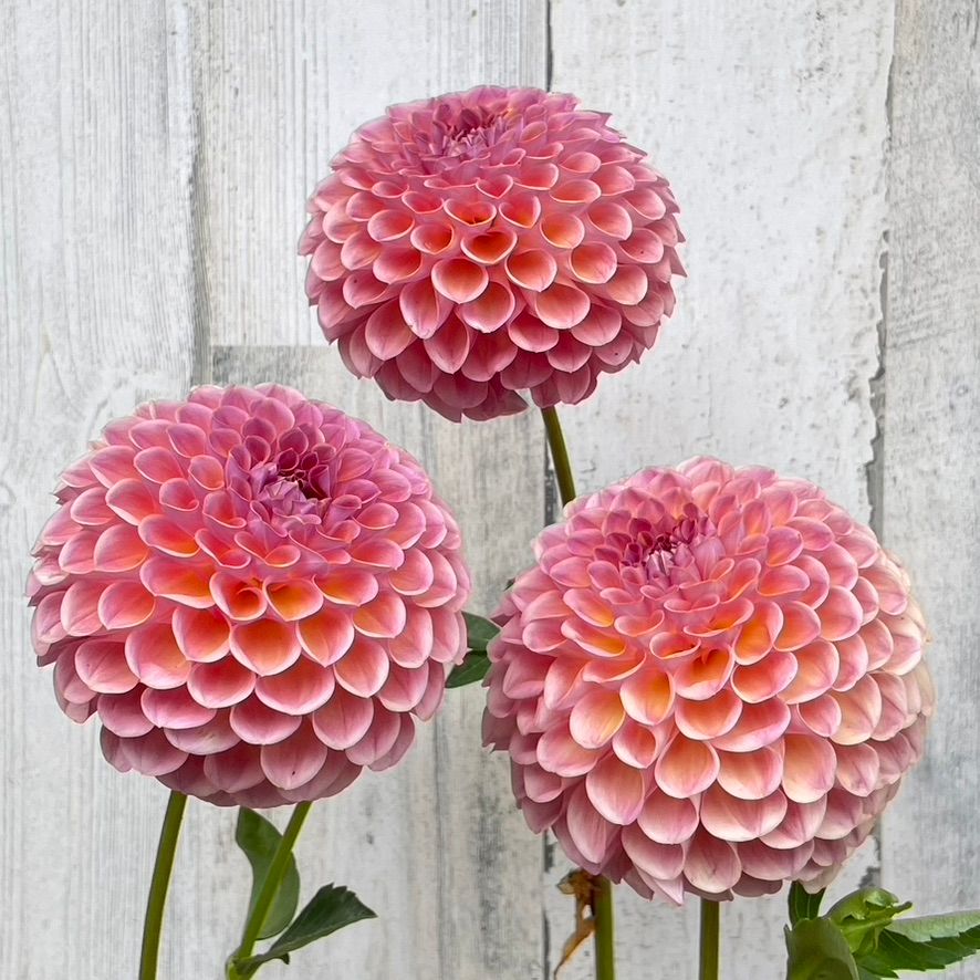 DAHLIA Jowey Winnie
