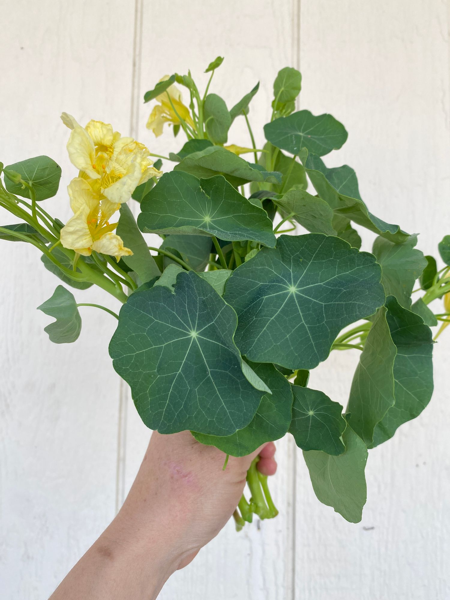 NASTURTIUM officinale