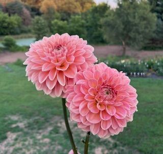 DAHLIA
