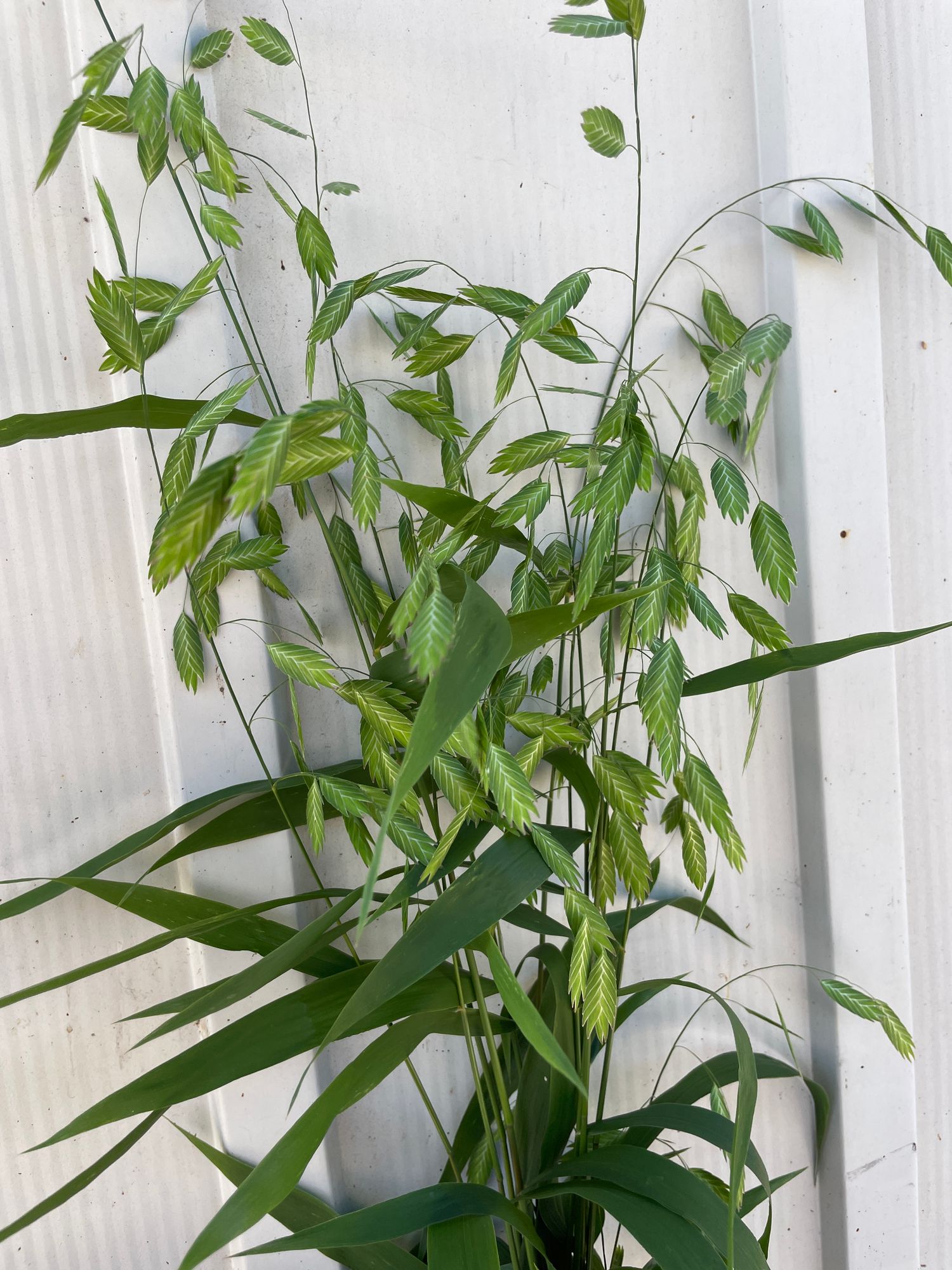 CHASMANTHIUM latifolium