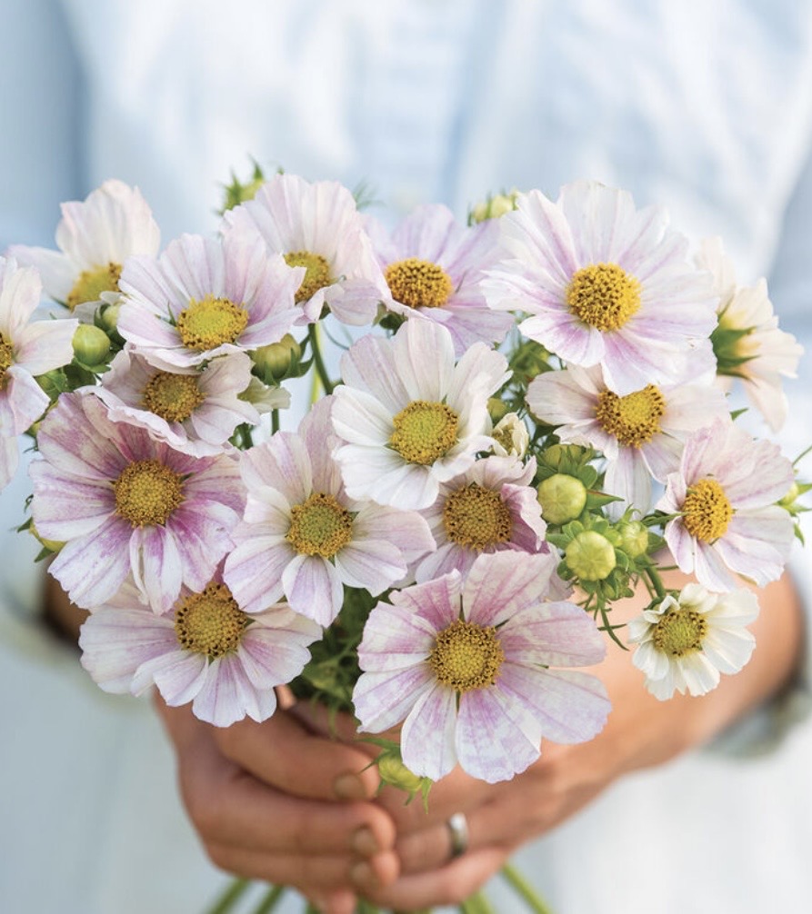 COSMOS bipinnatus Versailles Flush