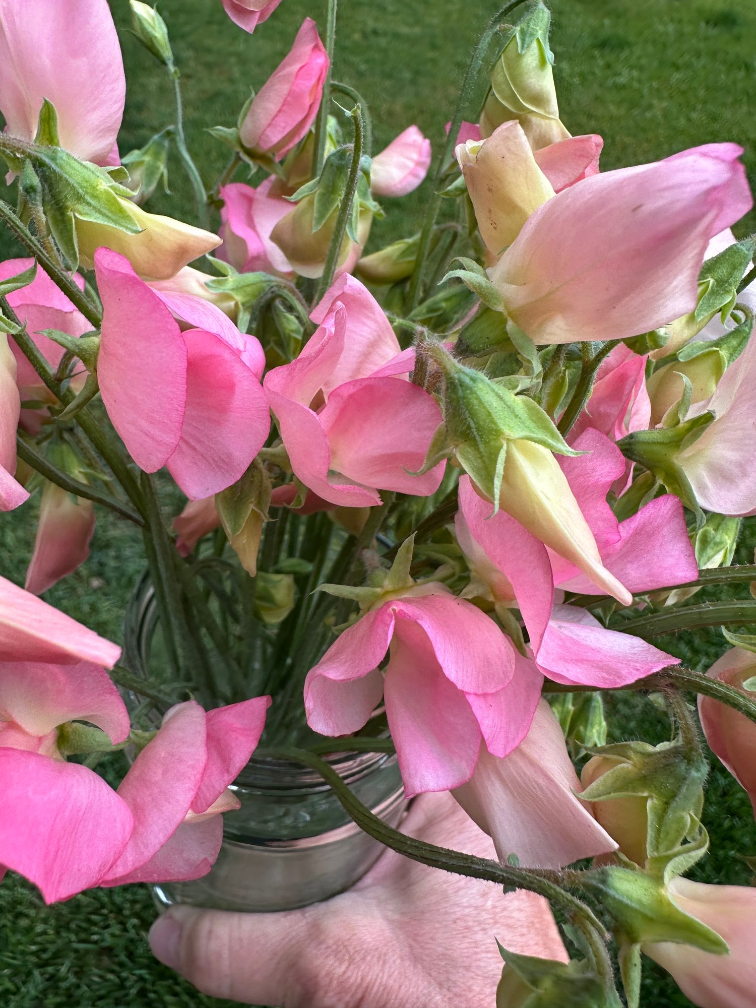 LATHYRUS odoratus