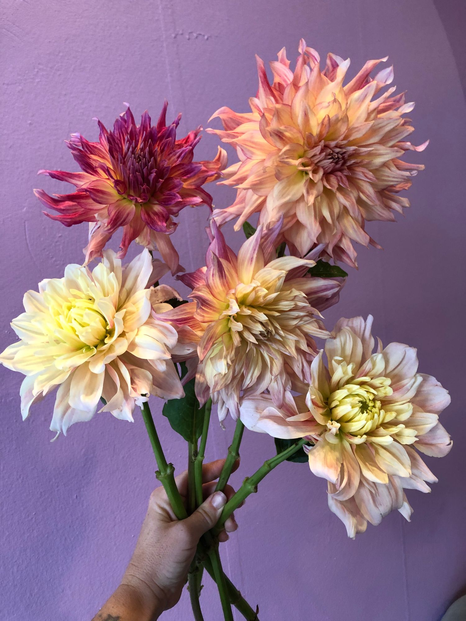 DAHLIA Dinner Plate