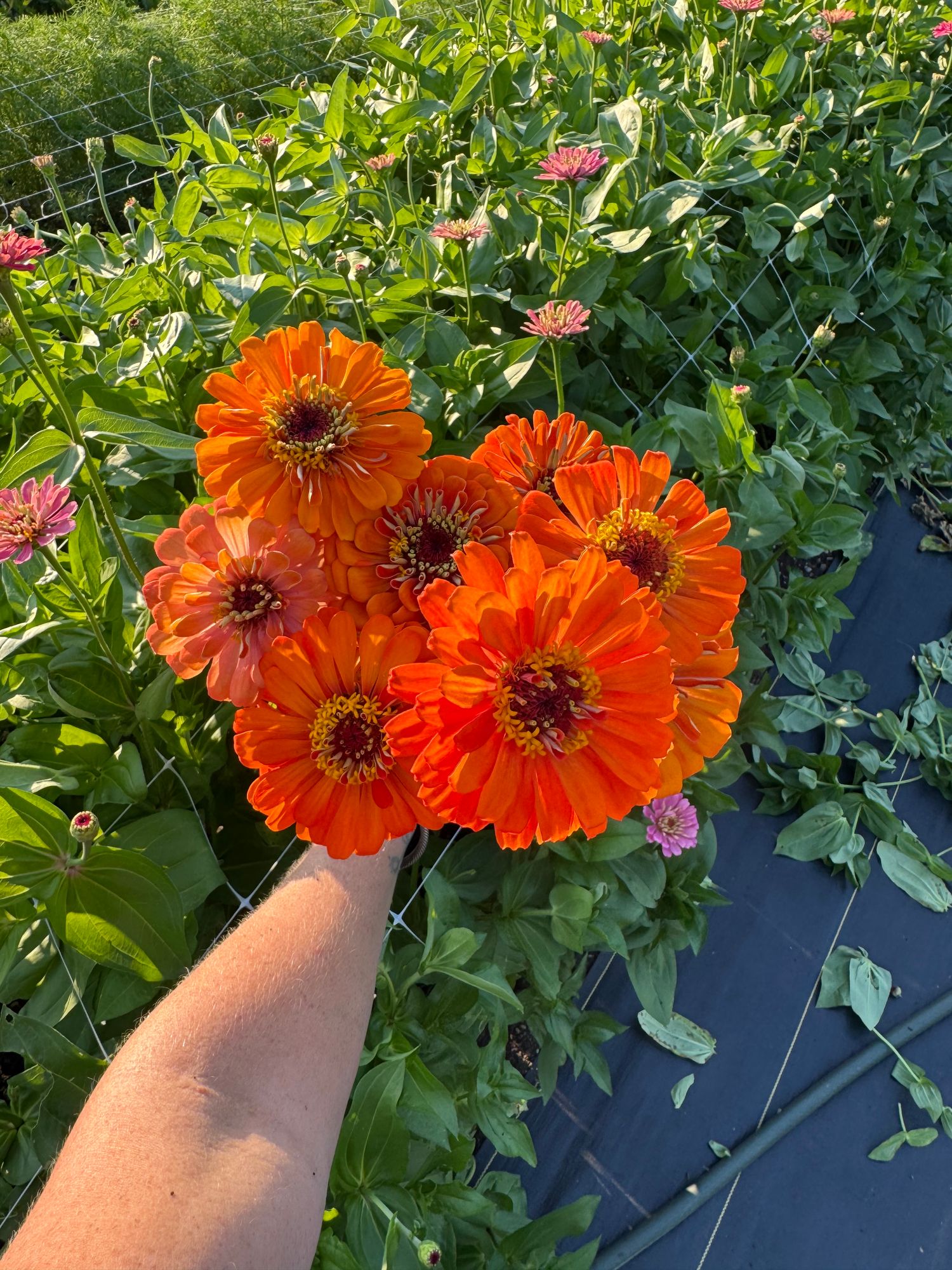 ZINNIA elegans Benarys Giant
