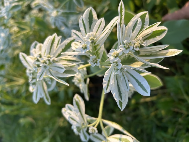 EUPHORBIA characias