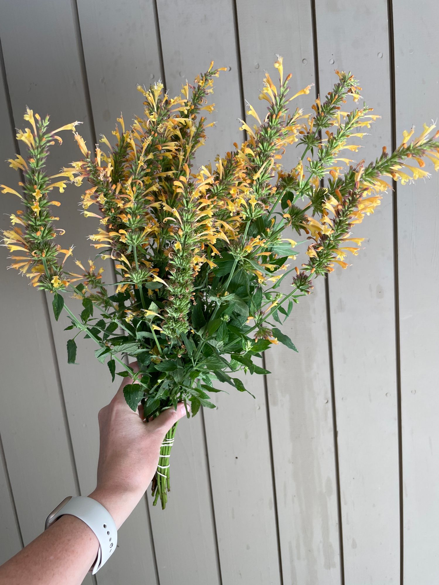AGASTACHE aurantiaca