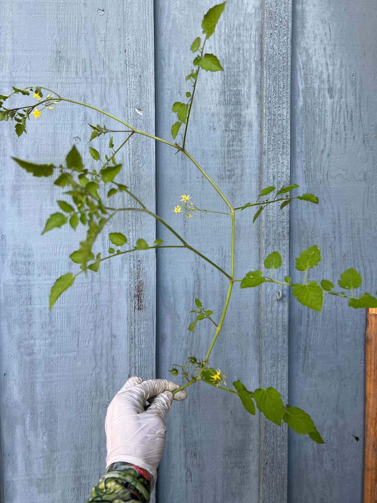 SOLANUM lycopersicum