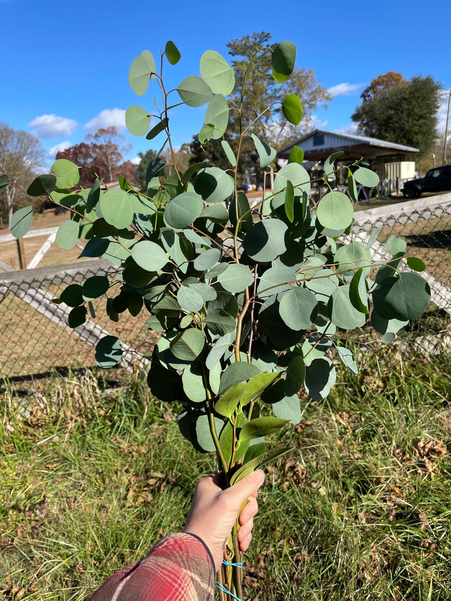 EUCALYPTUS polyanthemos