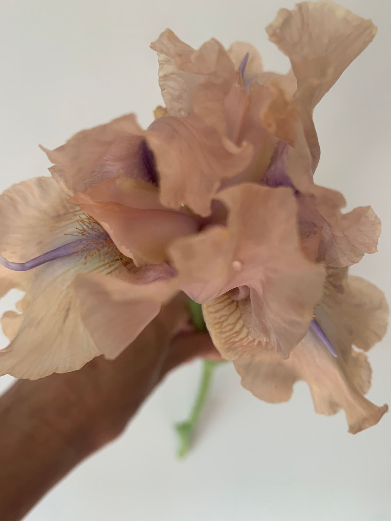 IRIS germanica Concertina