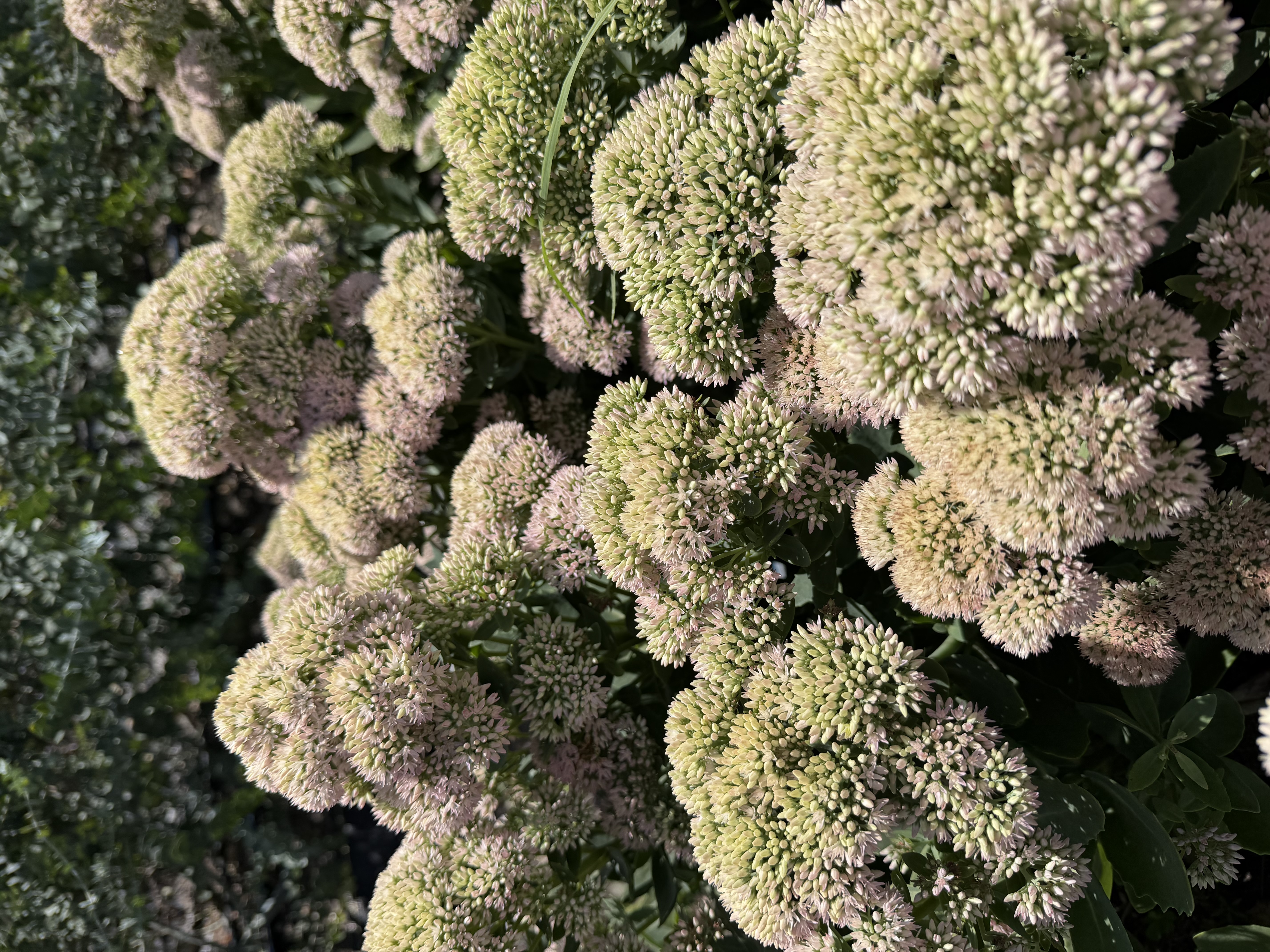 HYLOTELEPHIUM spectabile Autumn Joy