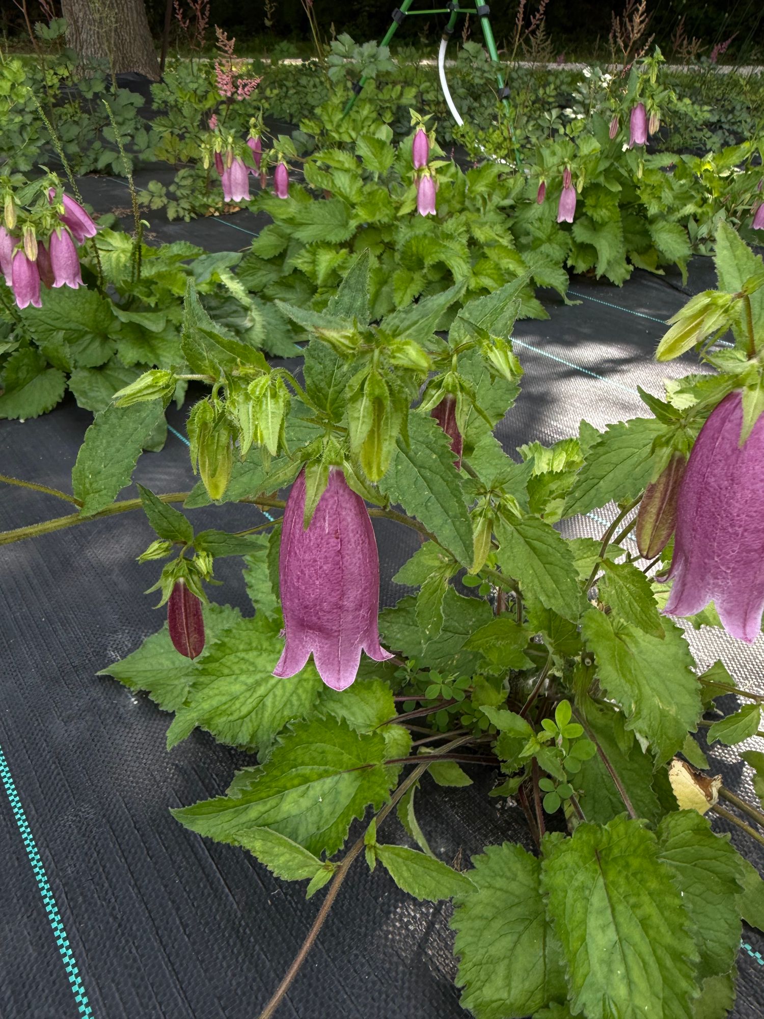 CAMPANULA medium