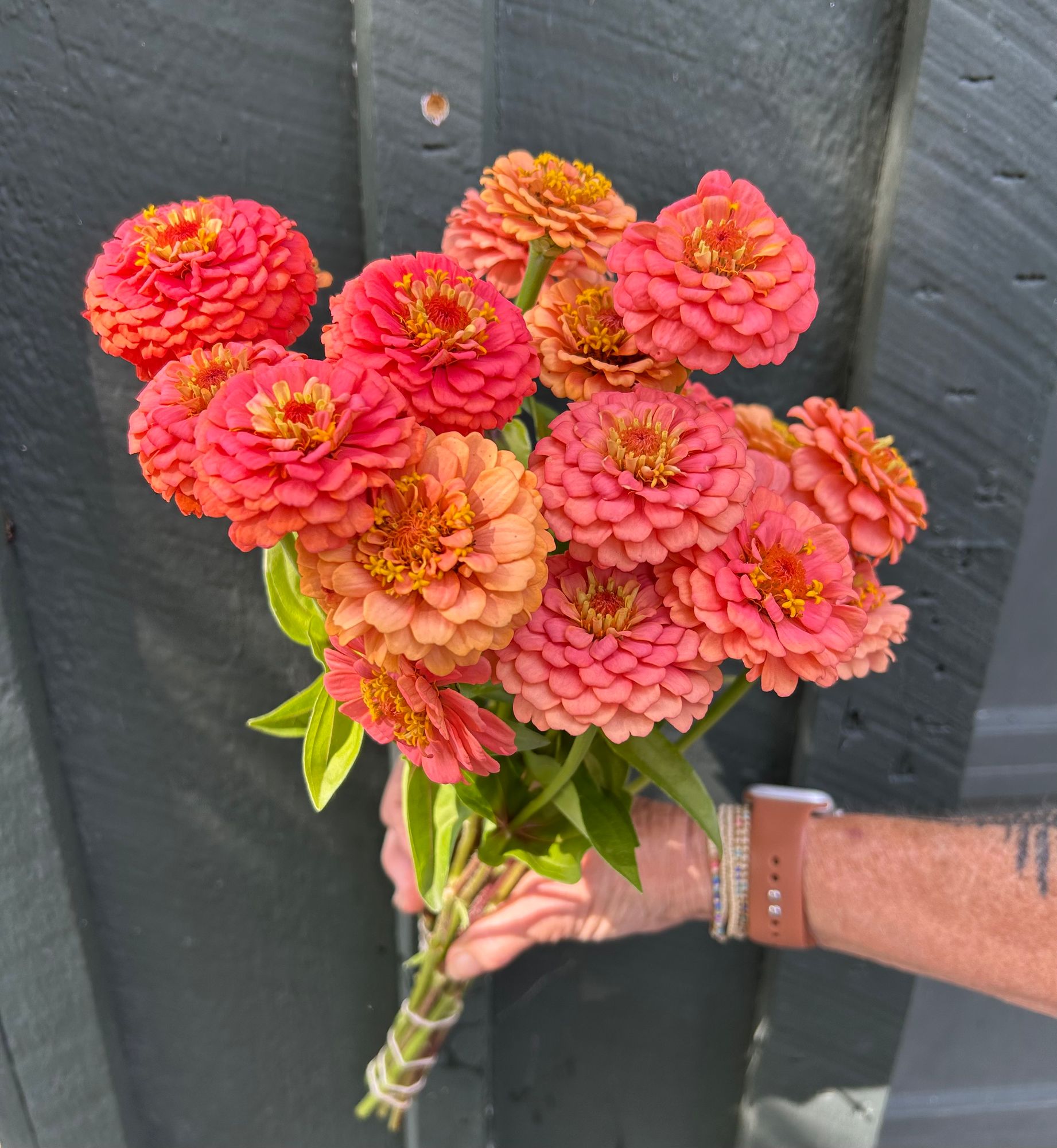ZINNIA elegans Oklahoma Salmon